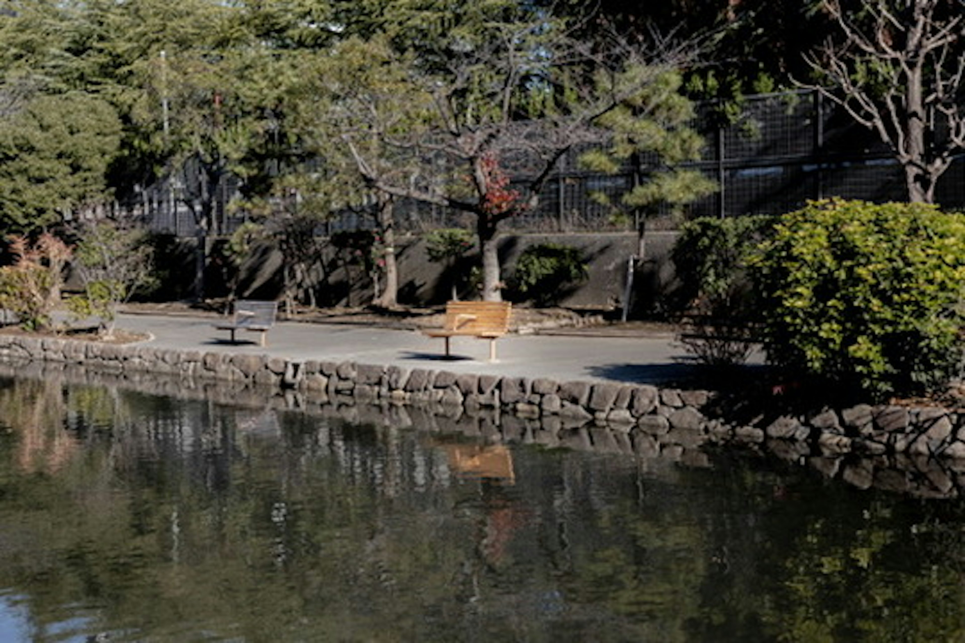 公園の池のそばで寝ている犬と周囲の木々と石の岸