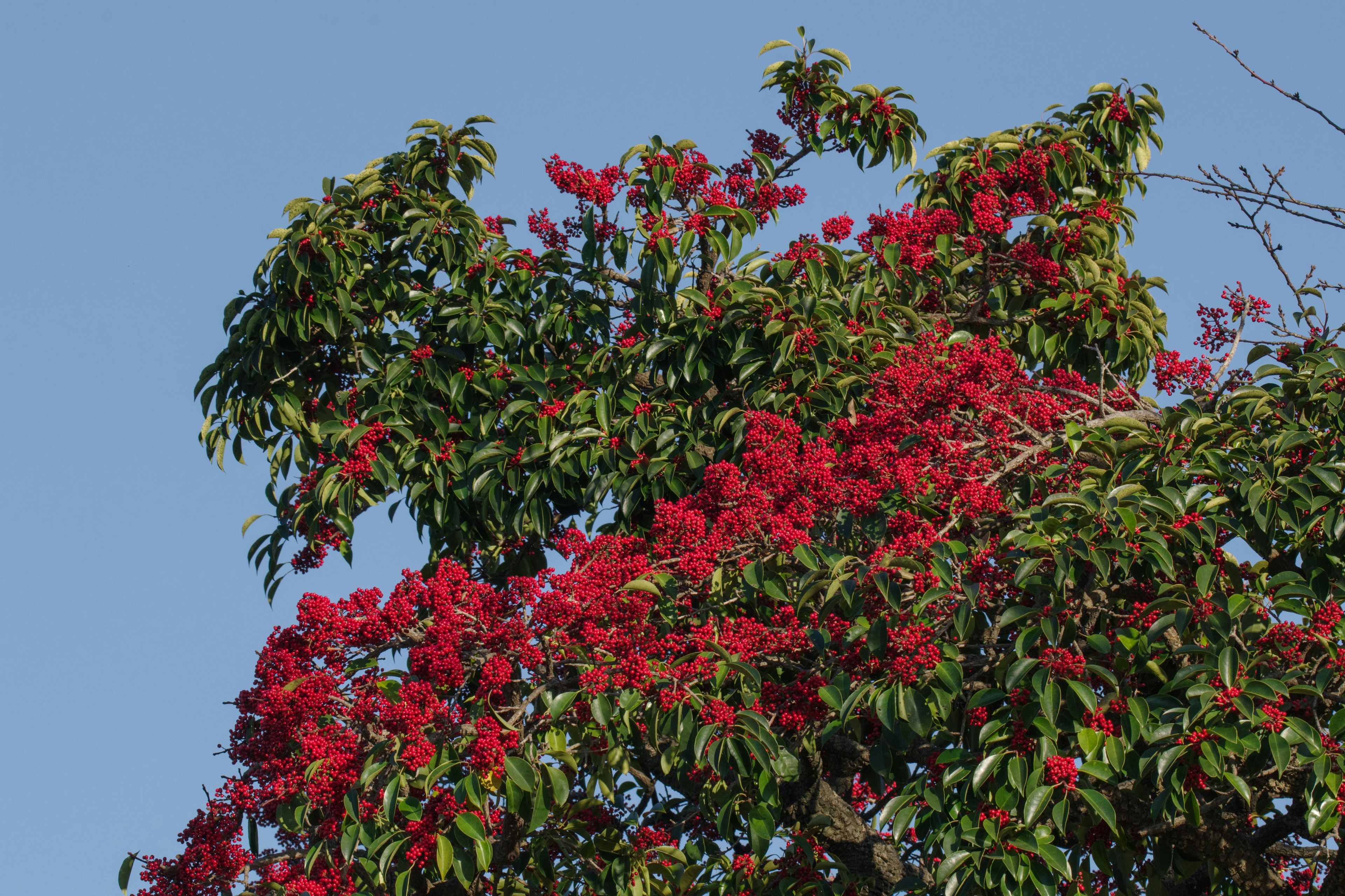 Pohon dengan bunga merah cerah di bawah langit biru yang cerah