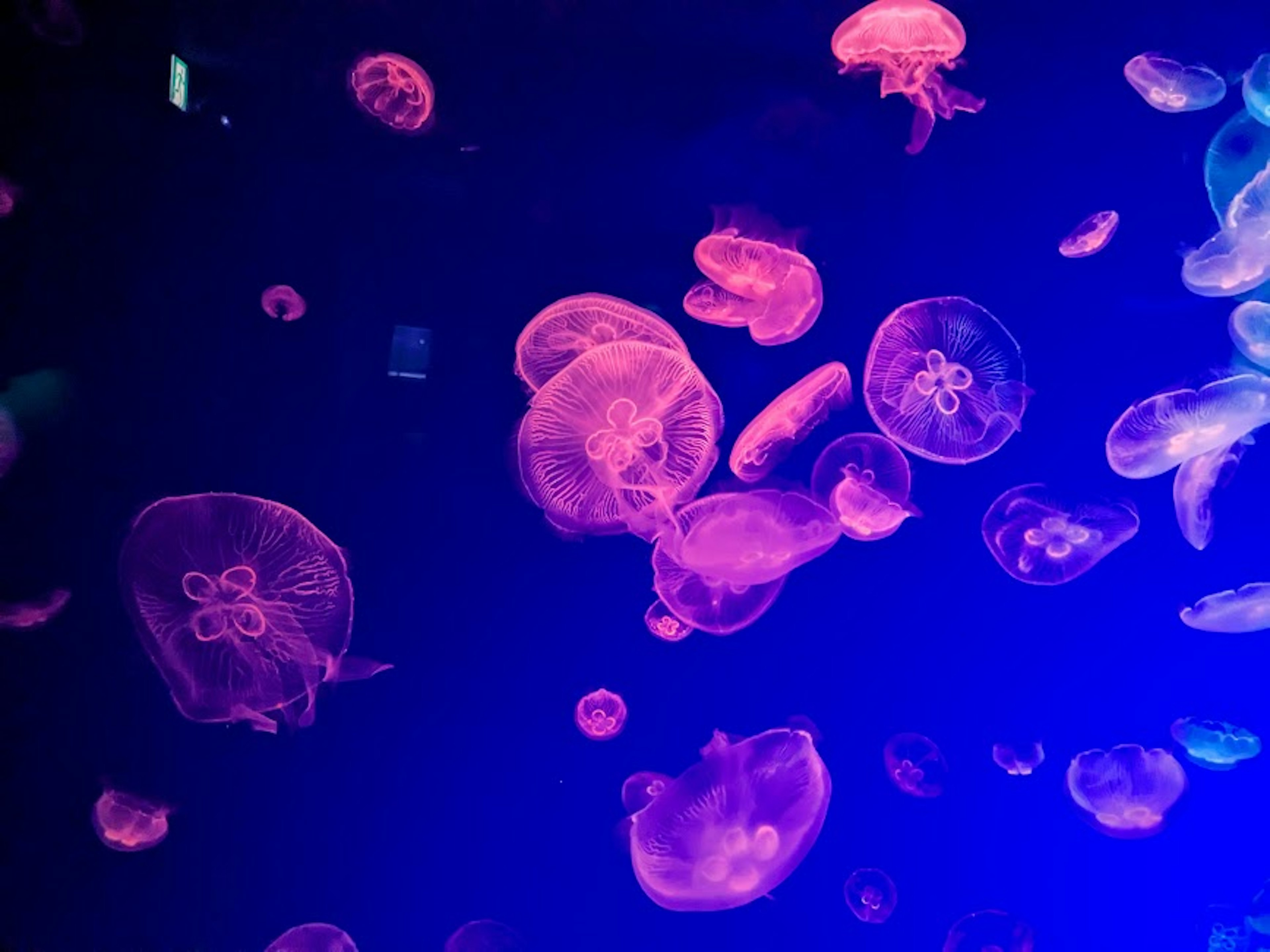 Eine Gruppe pinkfarbener Quallen, die vor einem blauen Hintergrund schwimmen