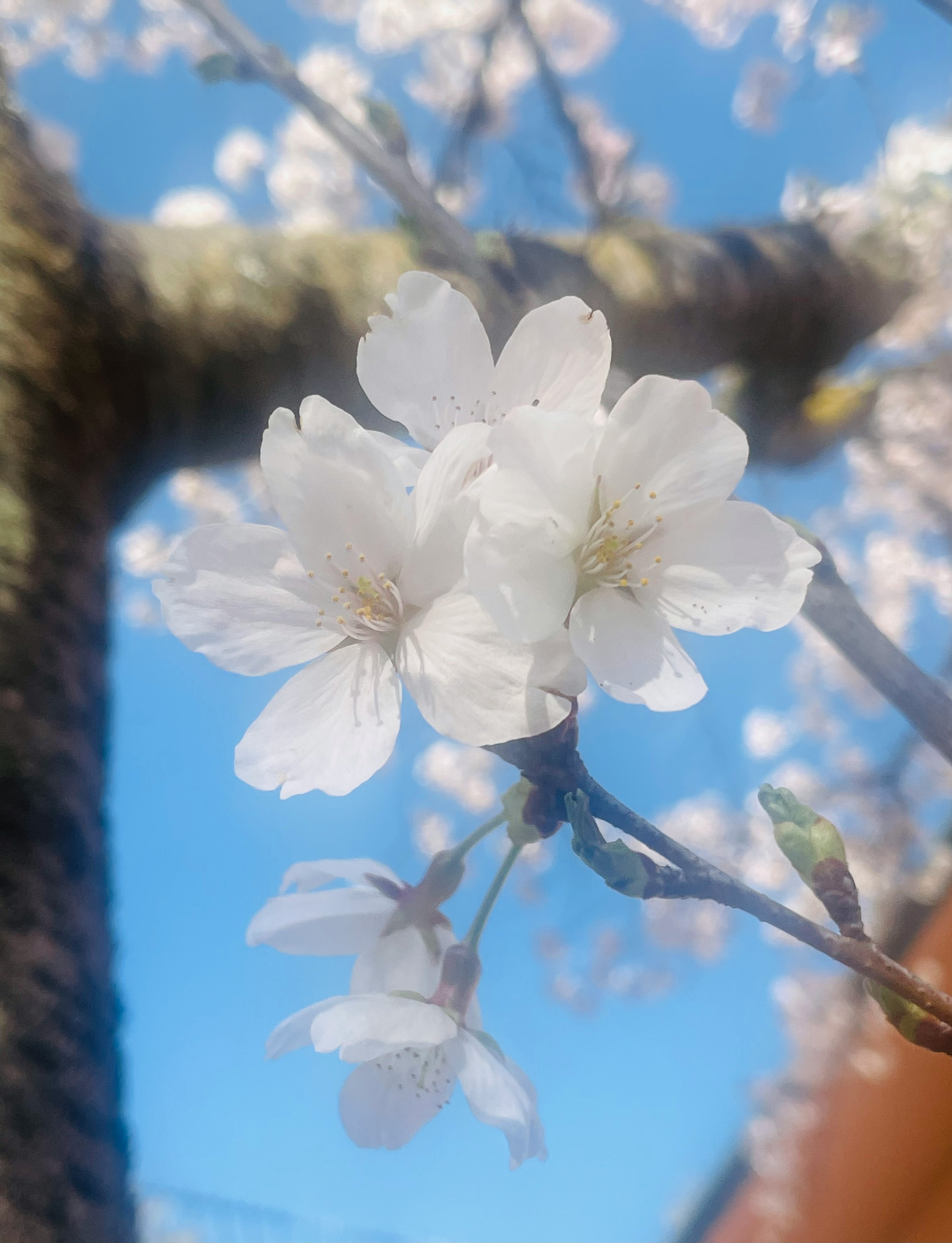 Bunga sakura putih mekar di latar belakang langit biru