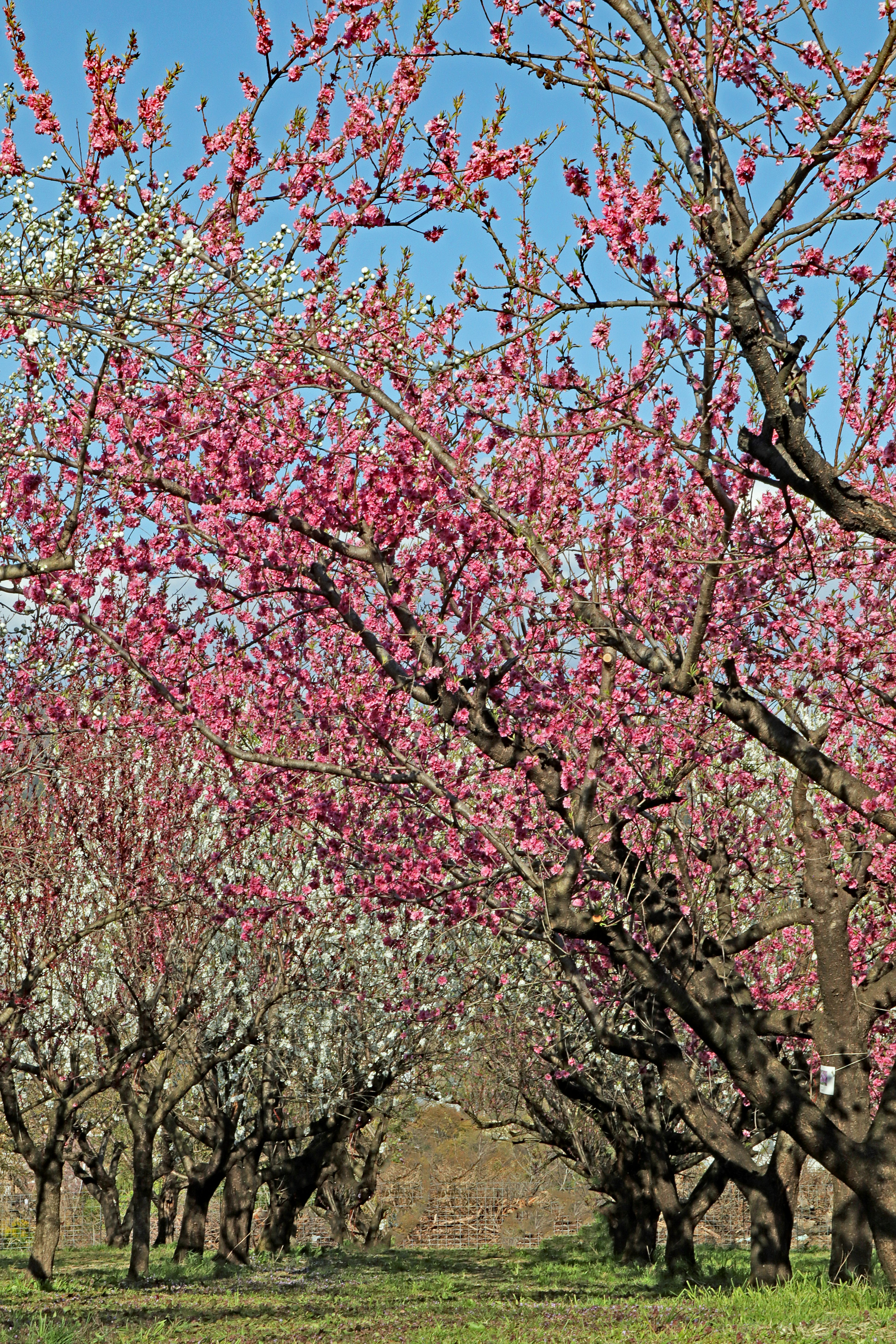 Vista escénica de un huerto de duraznos en flor