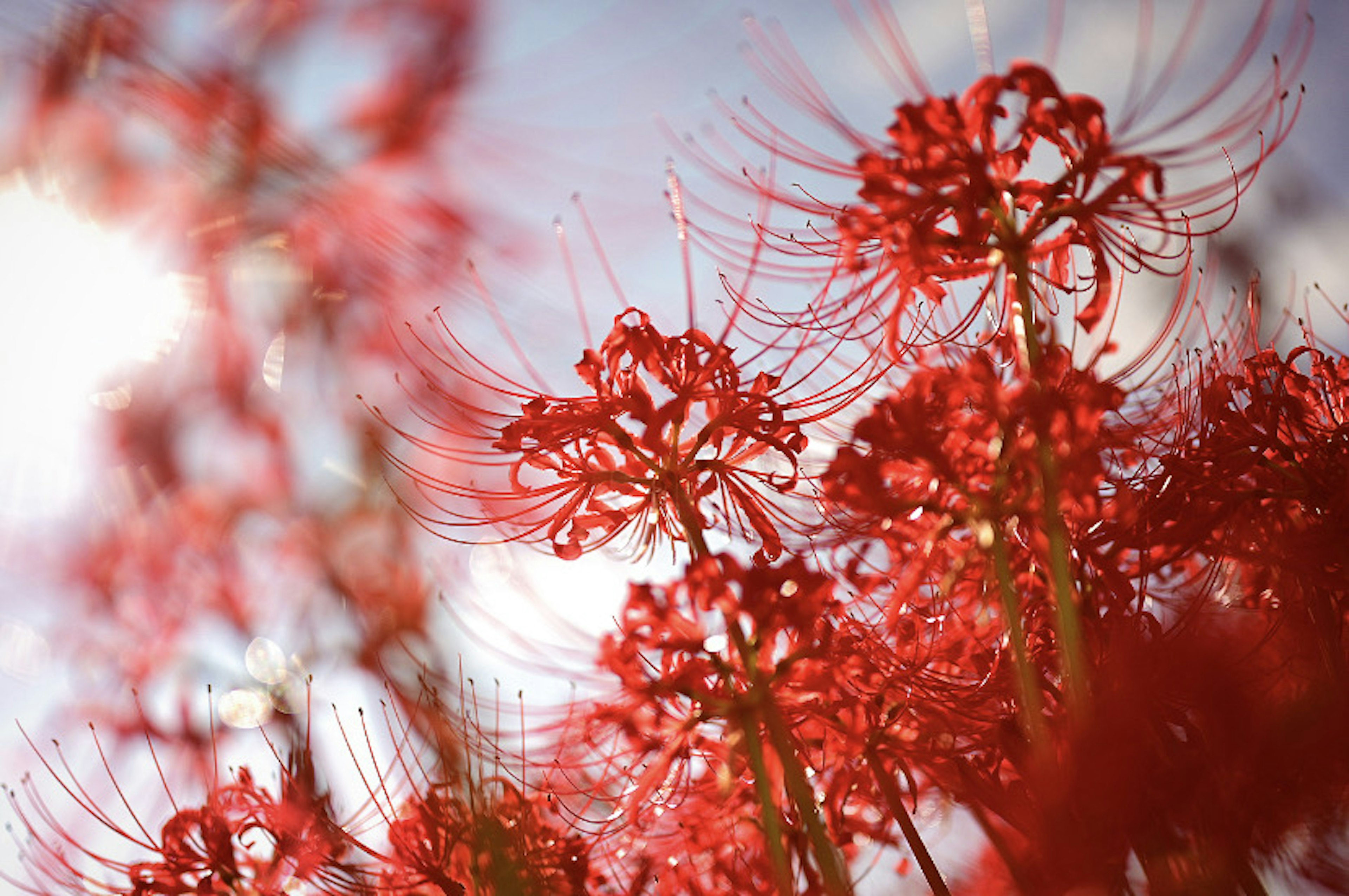 紅色蜘蛛百合的特寫，展示了細緻的花瓣和纖細的莖