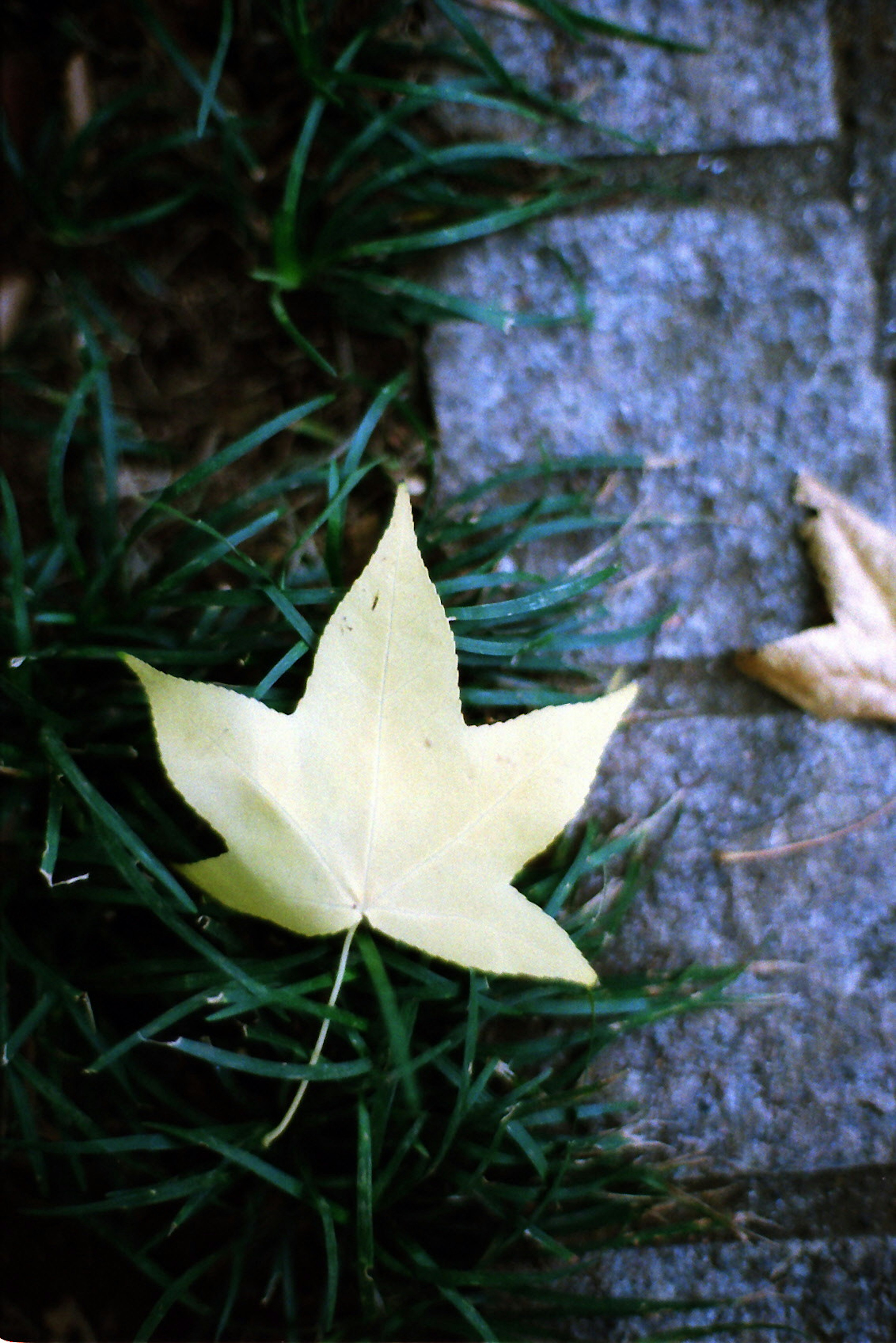 Una hoja amarilla sobre un pavimento de piedra rodeada de hierba verde