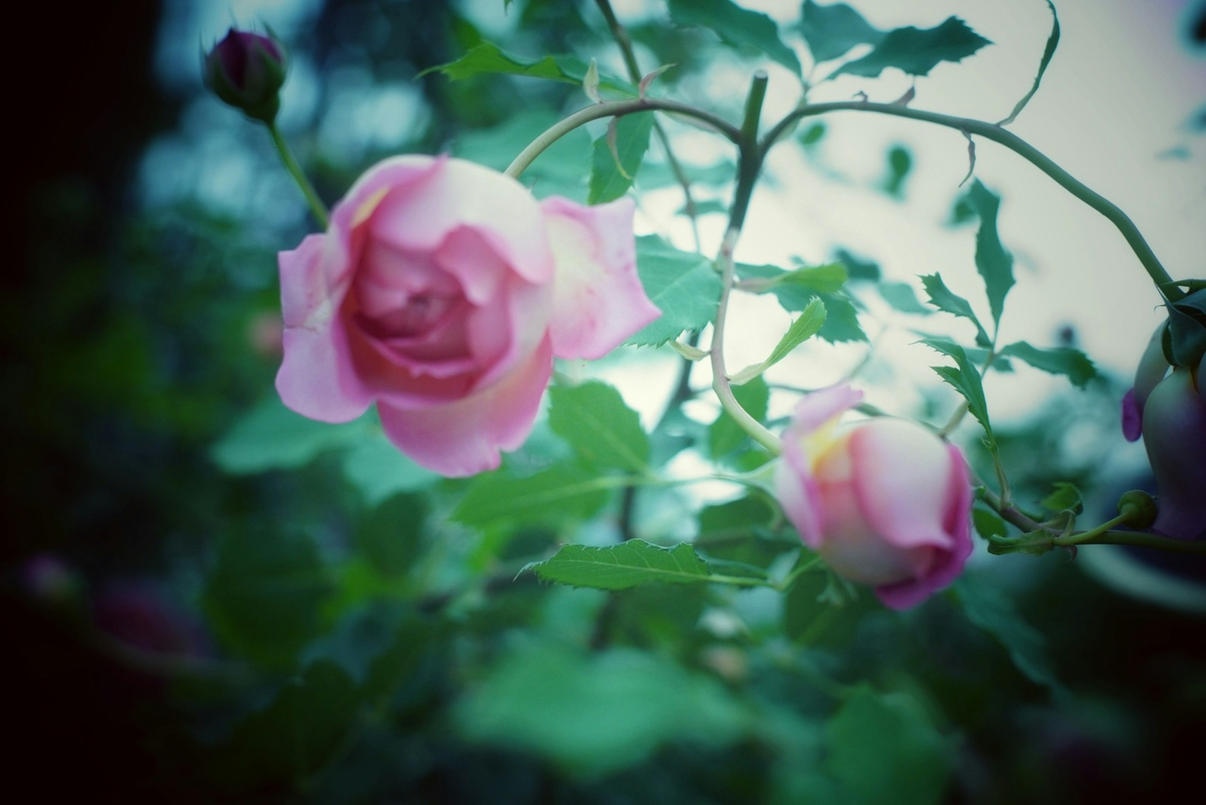 Soft-focused pink roses surrounded by green leaves with a blurred background