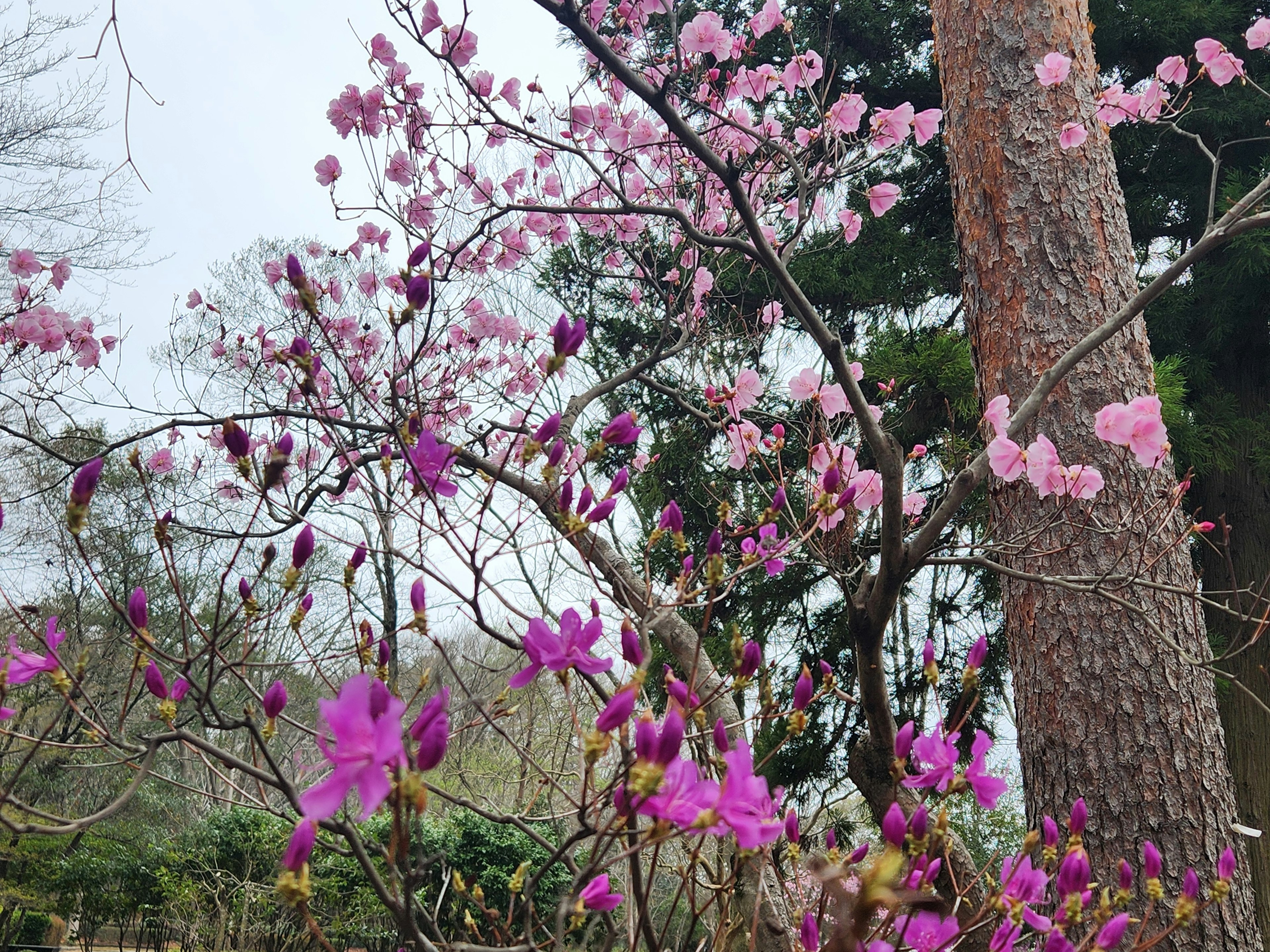 Una escena de primavera con cerezos en flor y flores rosas