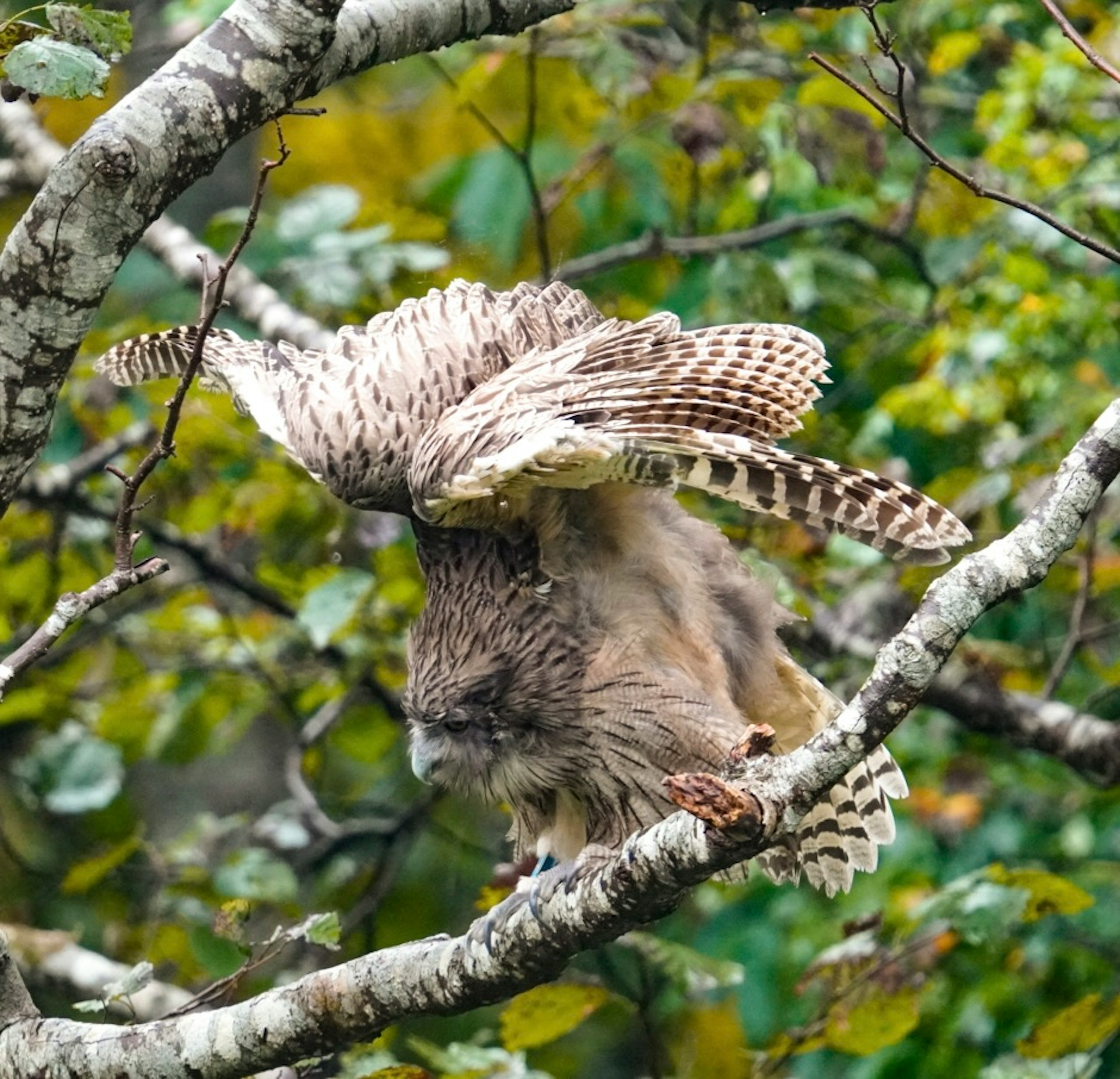 木の枝にとまるフクロウの画像羽を広げたフクロウの特徴的な姿