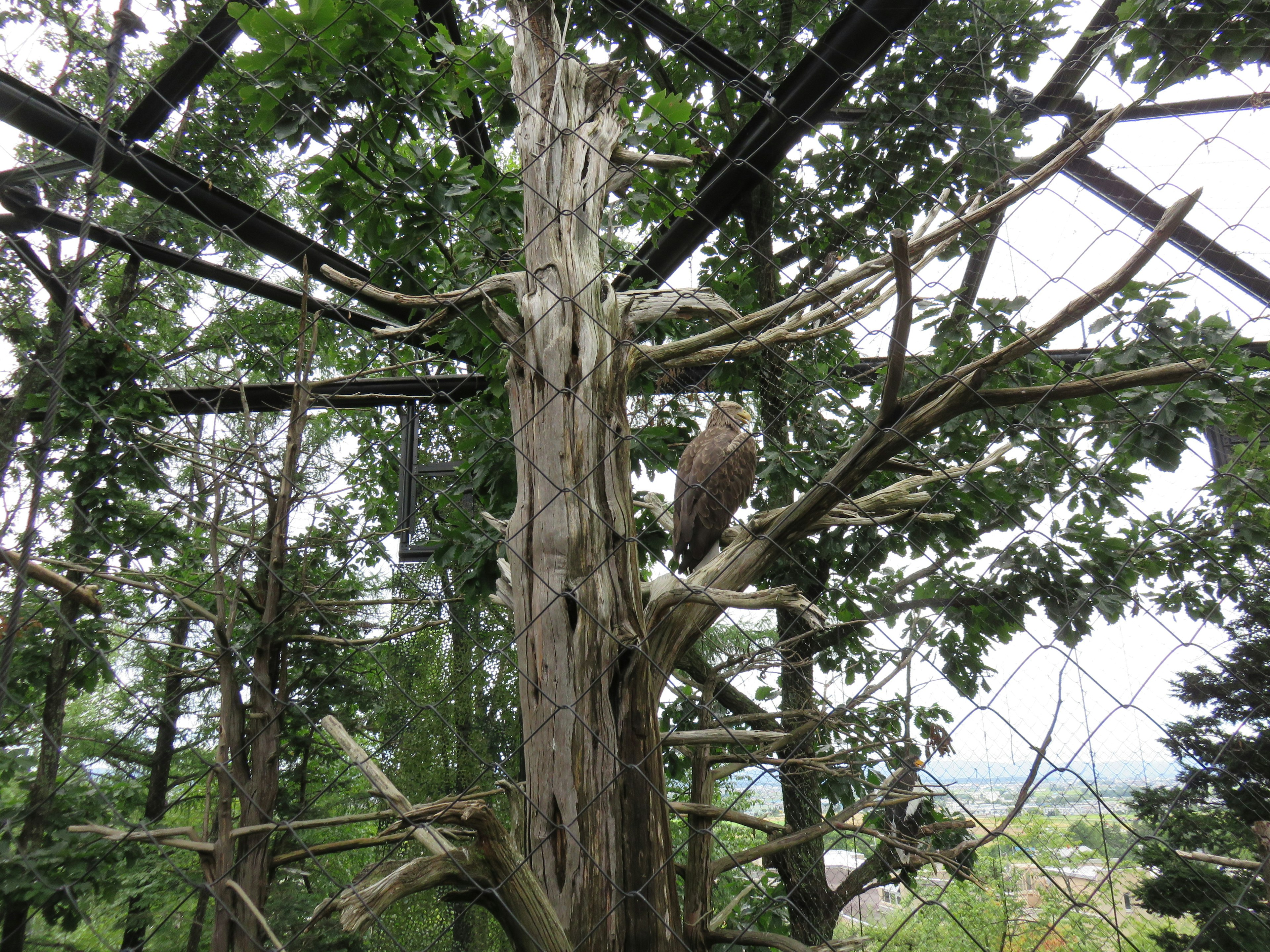 A owl perched on a tree branch in a lush green environment