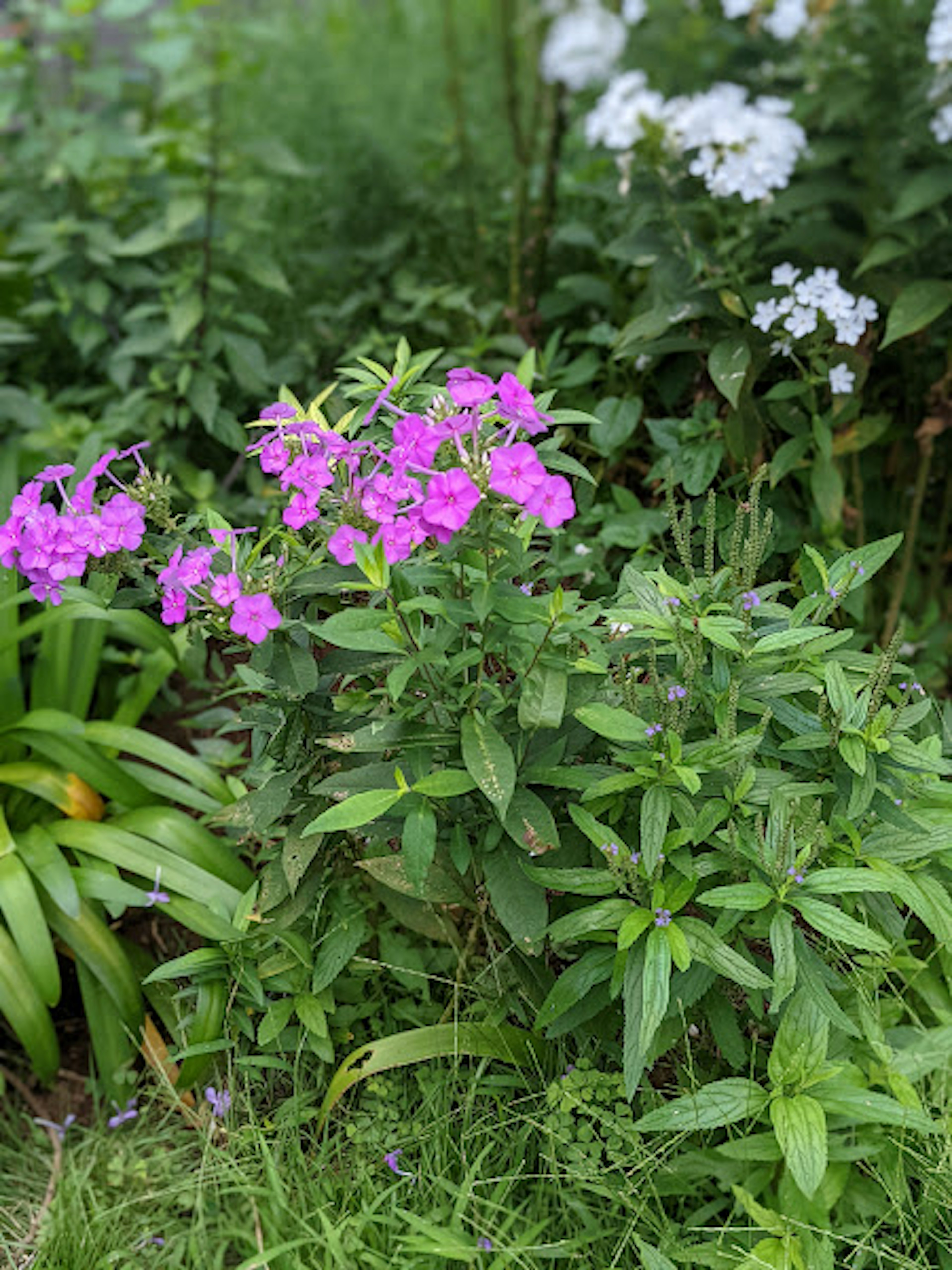 鮮やかな紫色の花が咲いている植物と緑の葉がある庭の景色