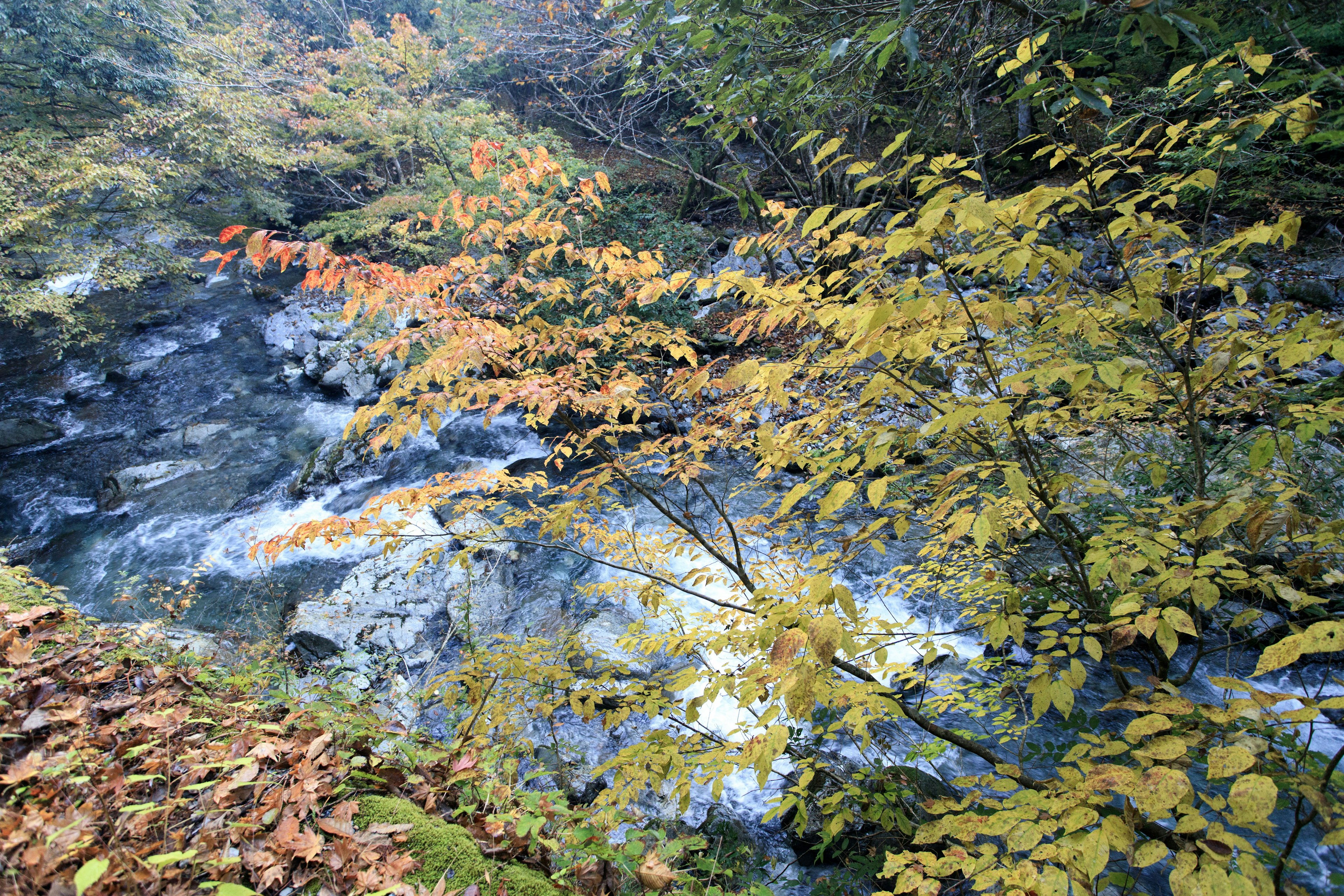 Eine Naturlandschaft mit einem fließenden Fluss und bunten Herbstblättern