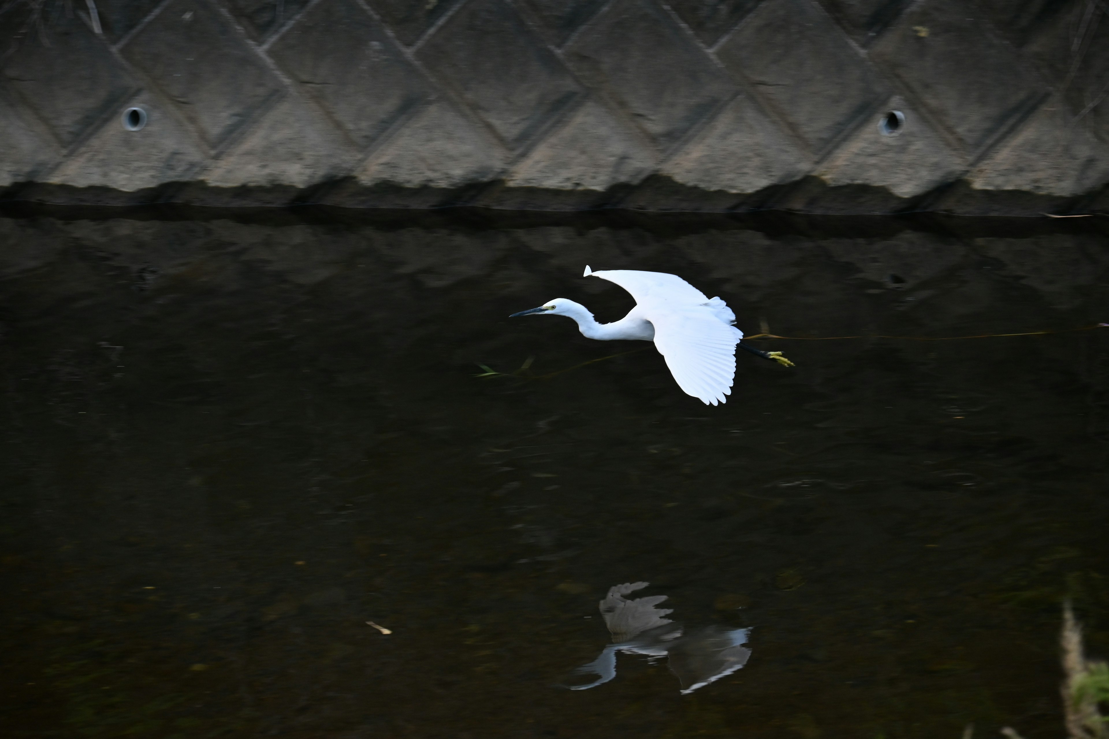 Una garza blanca volando sobre el agua con su reflejo visible