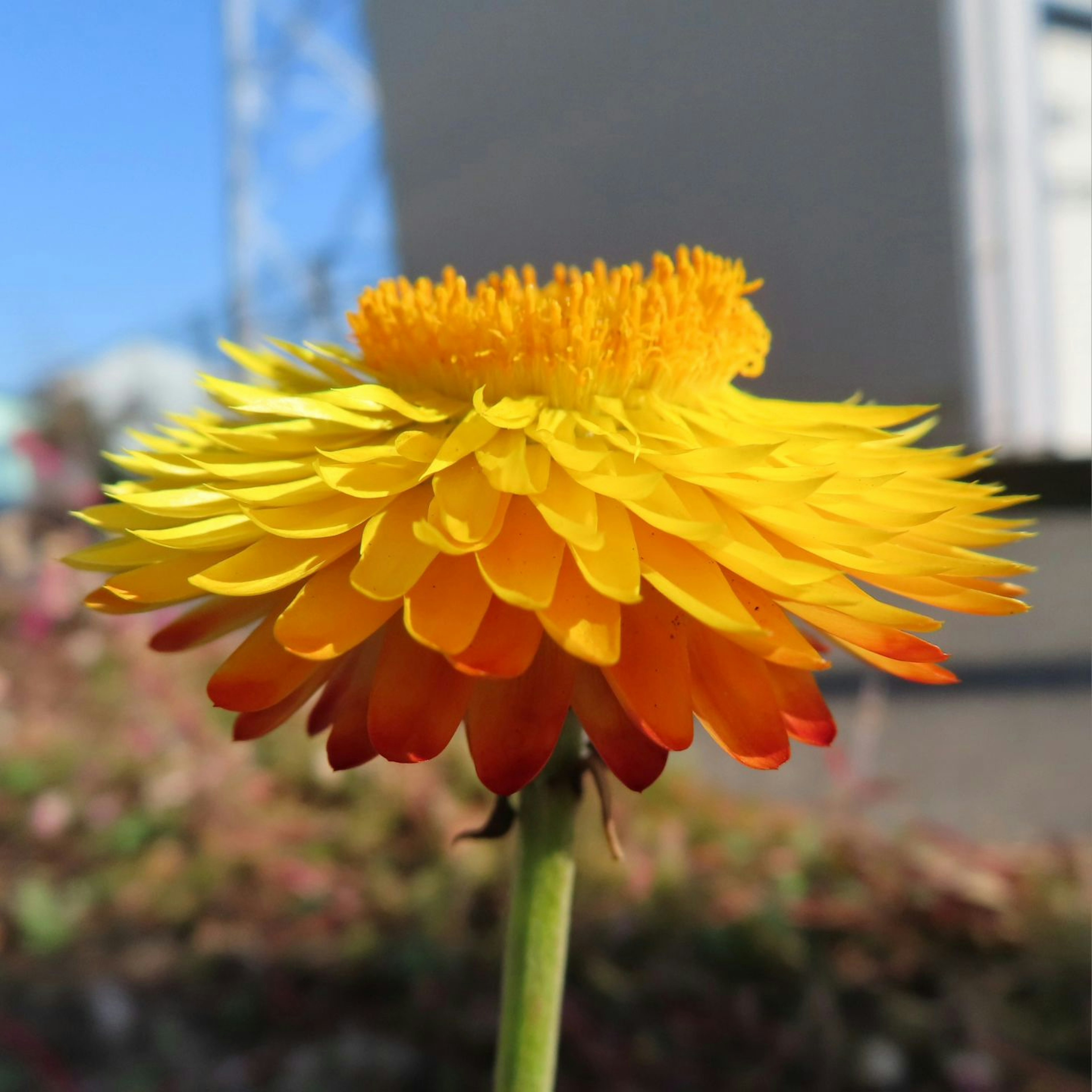 Lebendige gelbe und orange Blume in Blüte