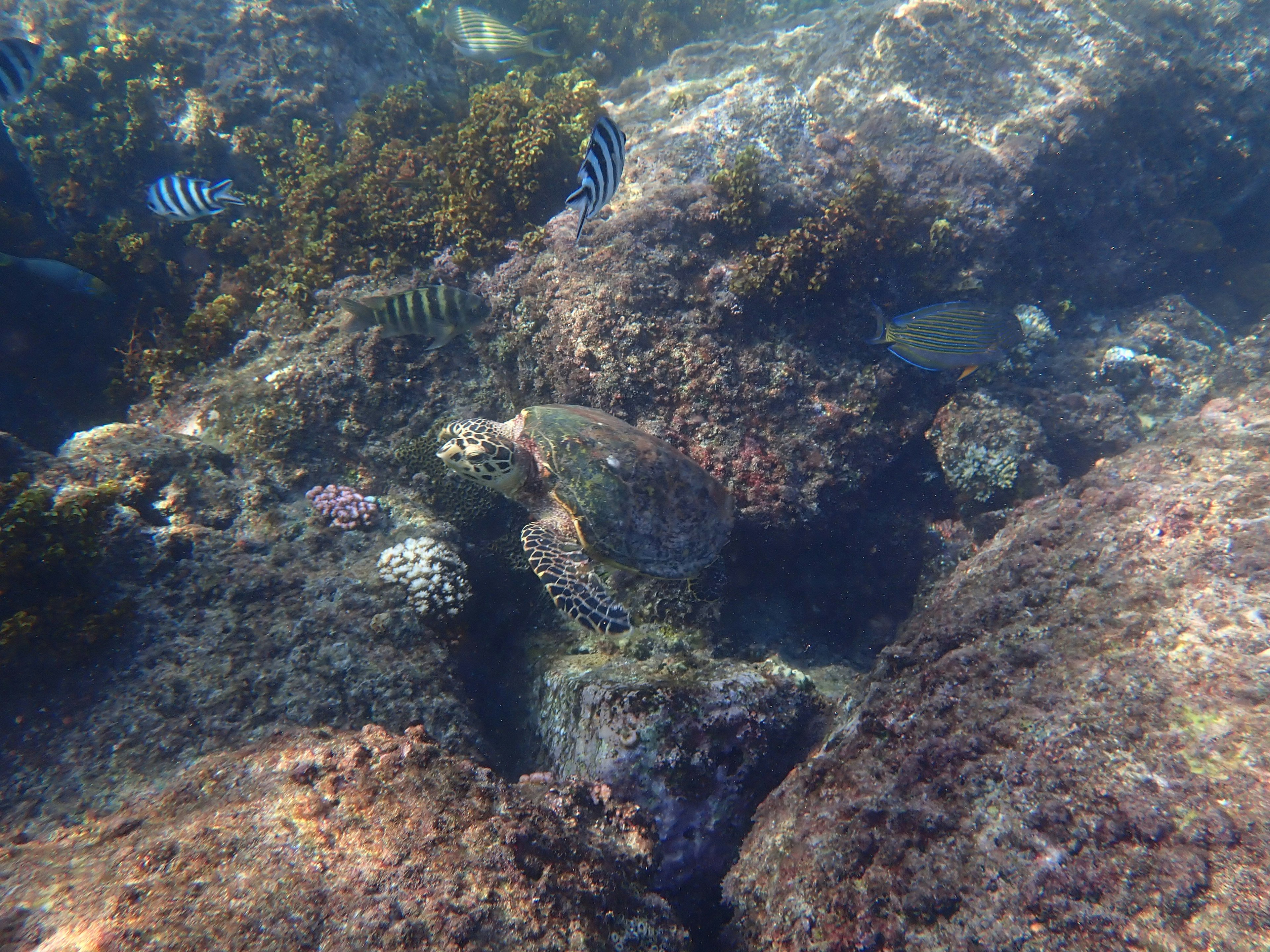 Pemandangan bawah air dengan batu dan rumput laut serta ikan yang berenang