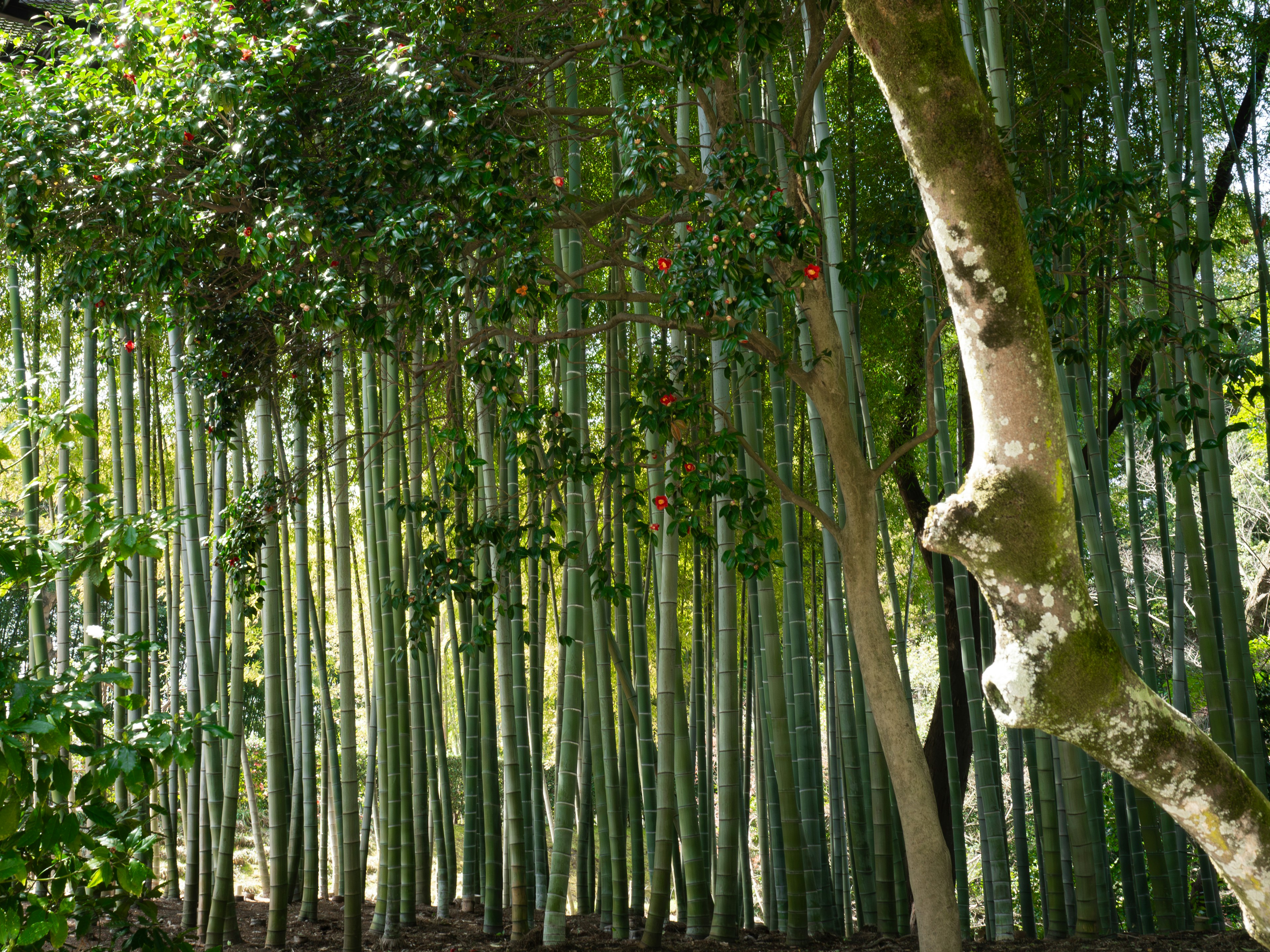 青々とした竹林と木々の風景