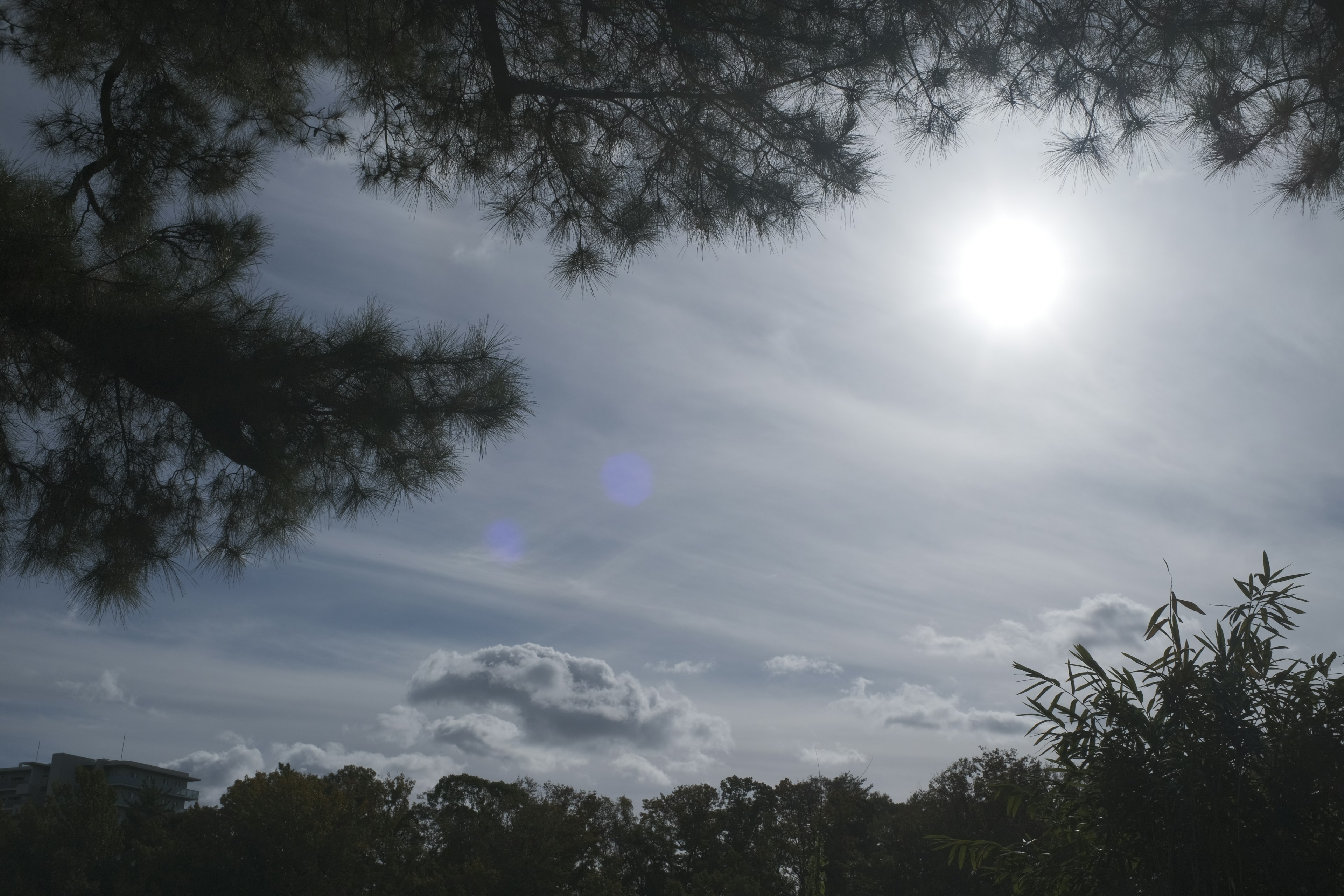 Sun shining through a cloudy sky with tree silhouettes