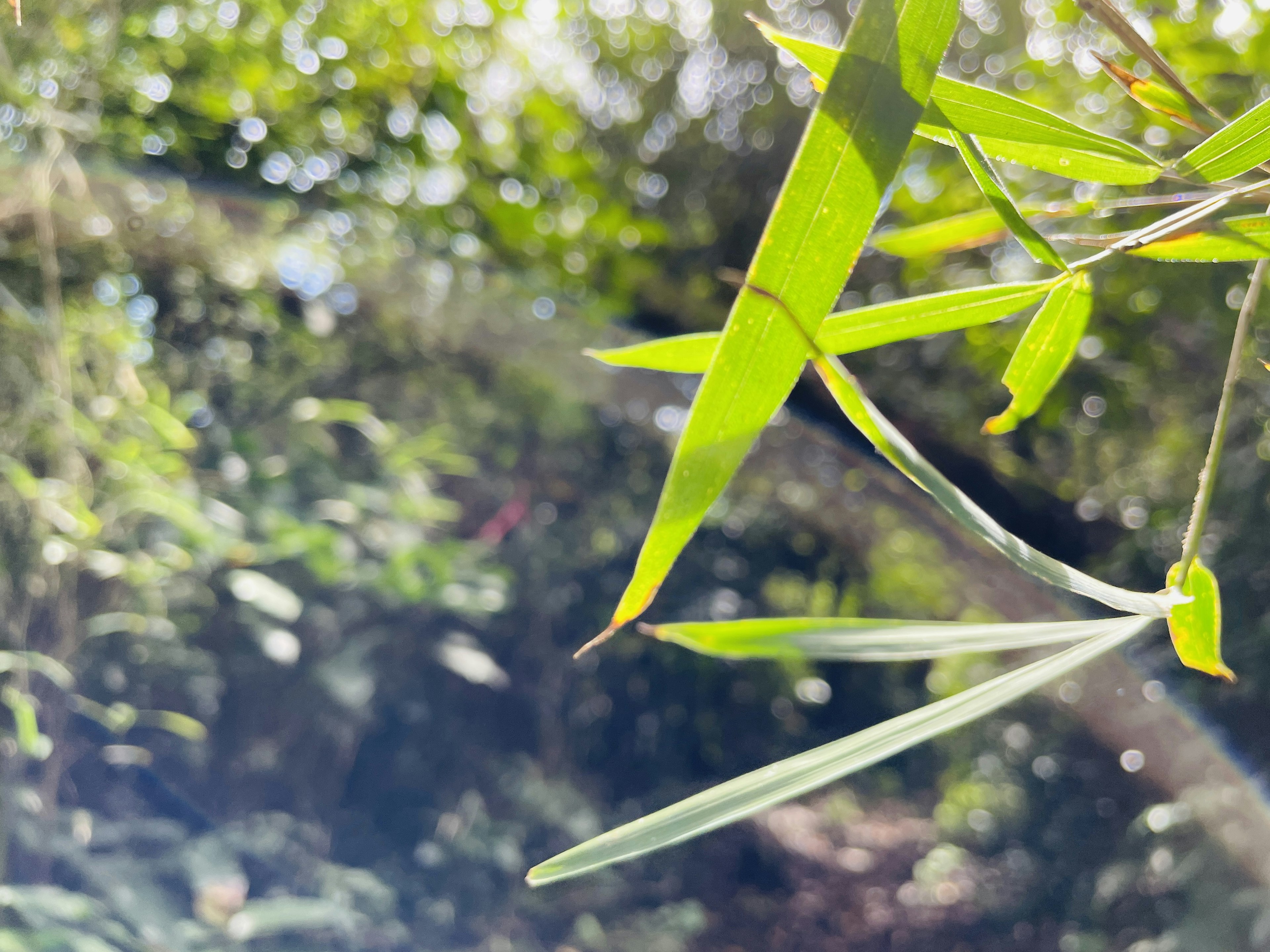 Close-up of vibrant green bamboo leaves with a blurred natural background