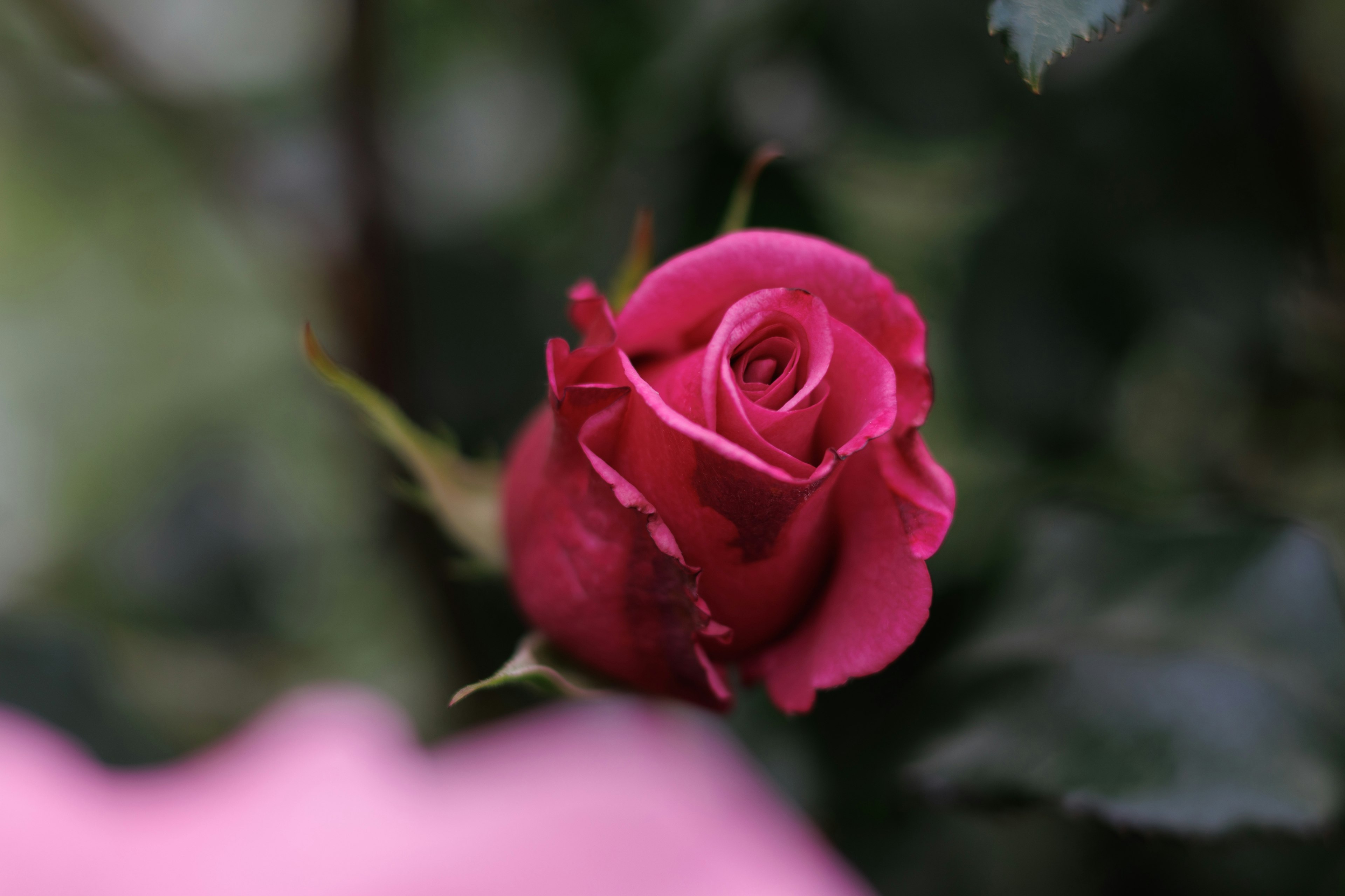 Vibrant pink rose blooming with a blurred background