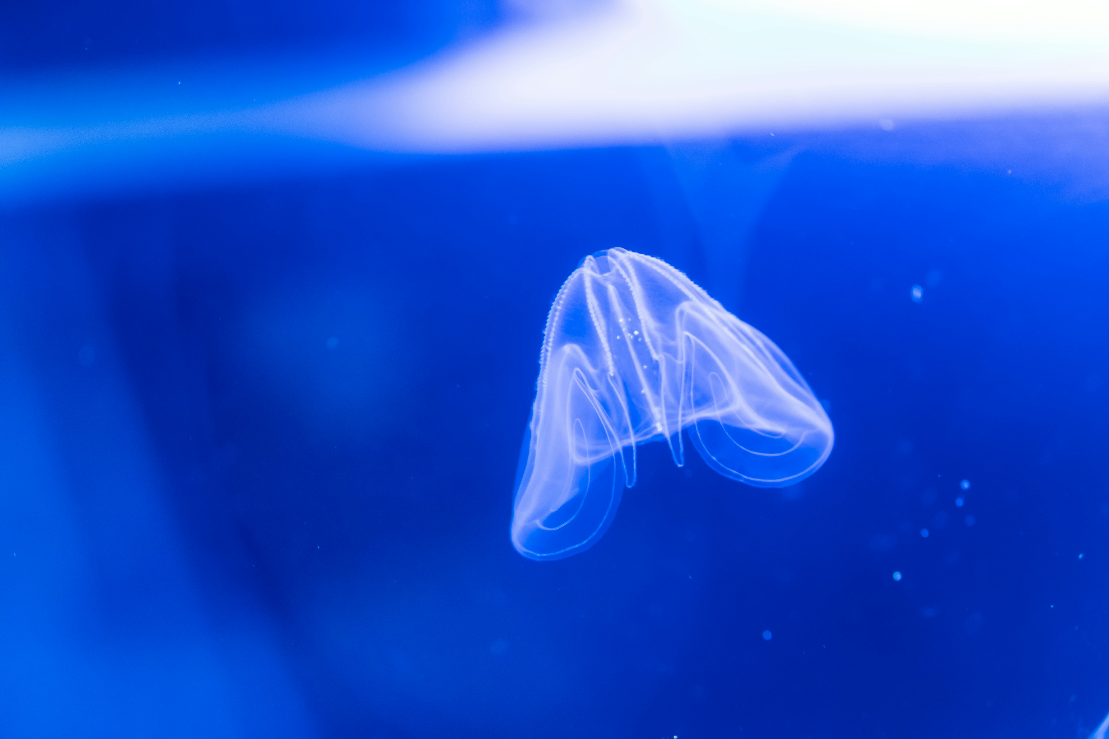 A transparent jellyfish floating in blue water