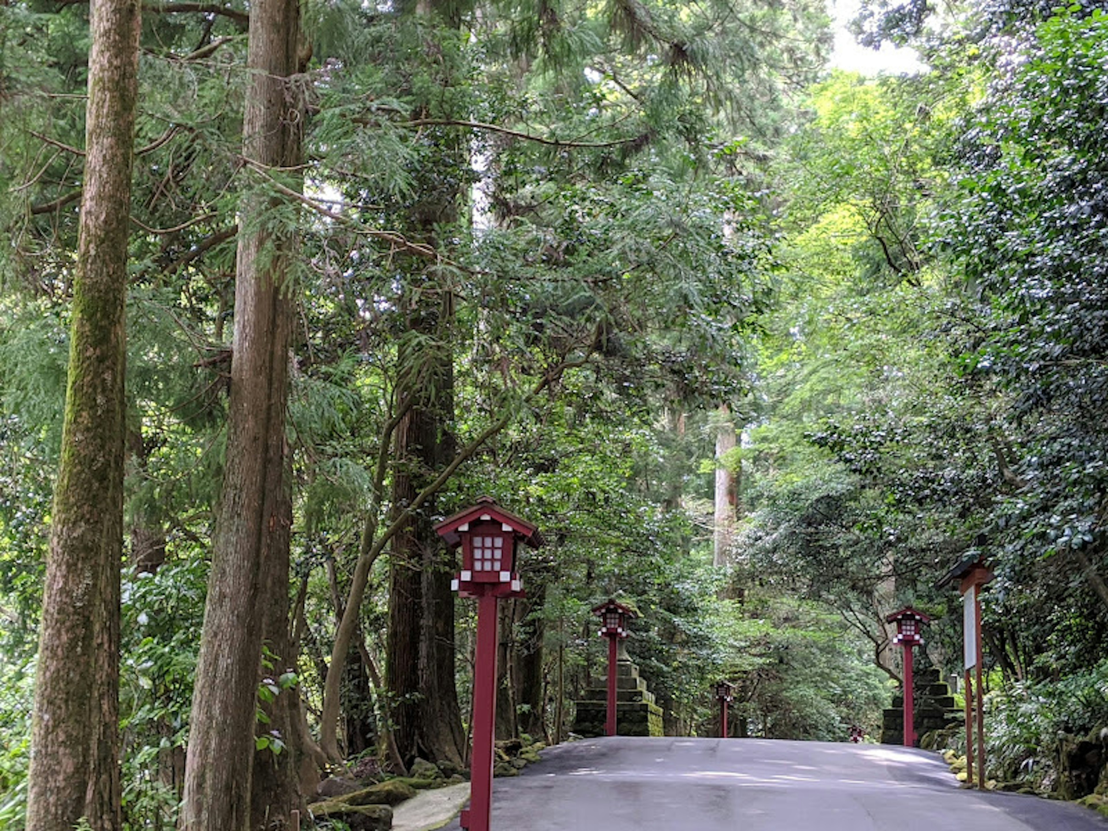 Sentier forestier verdoyant avec des lanternes rouges sur le côté