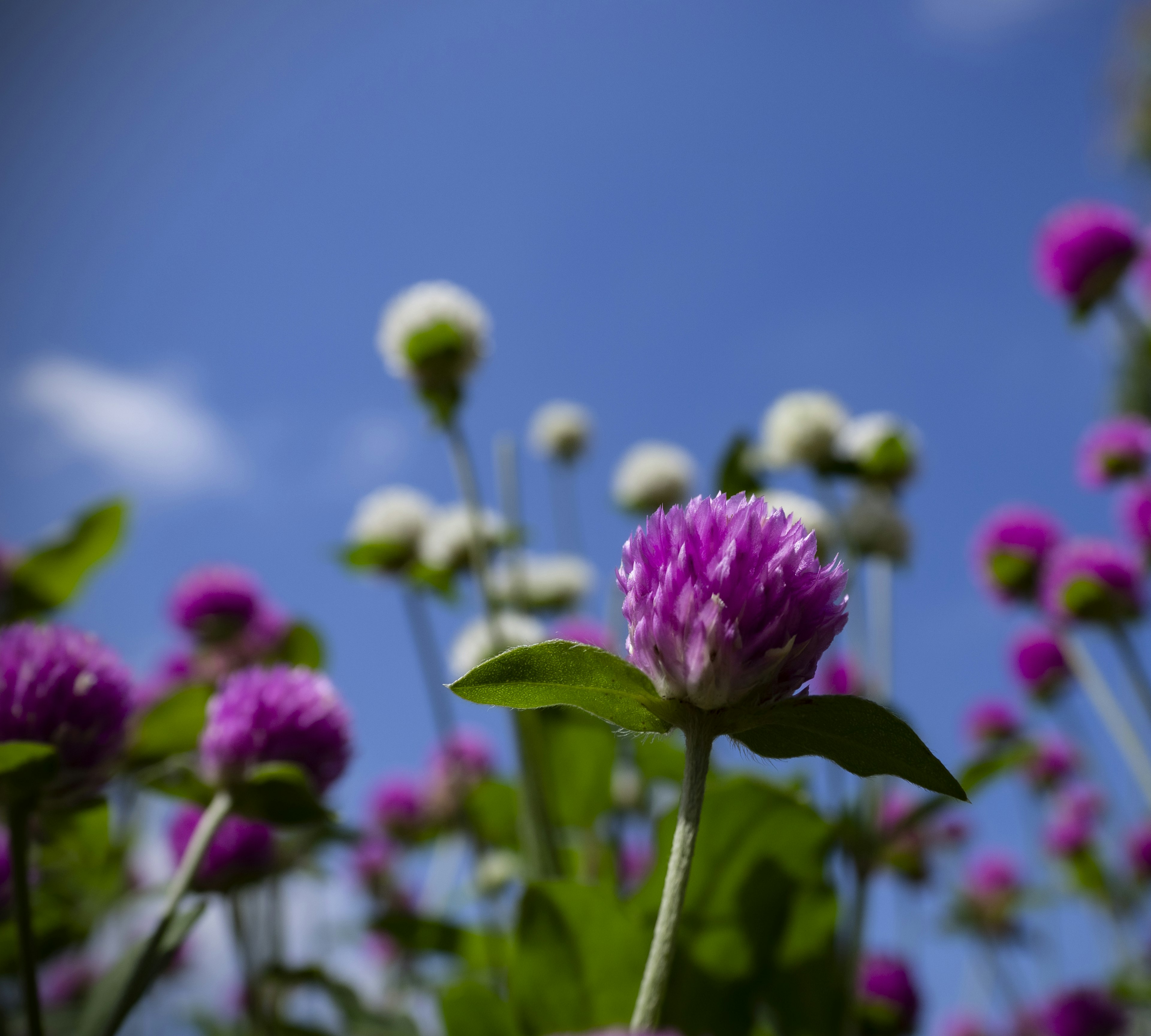 Acercamiento de flores moradas y blancas bajo un cielo azul