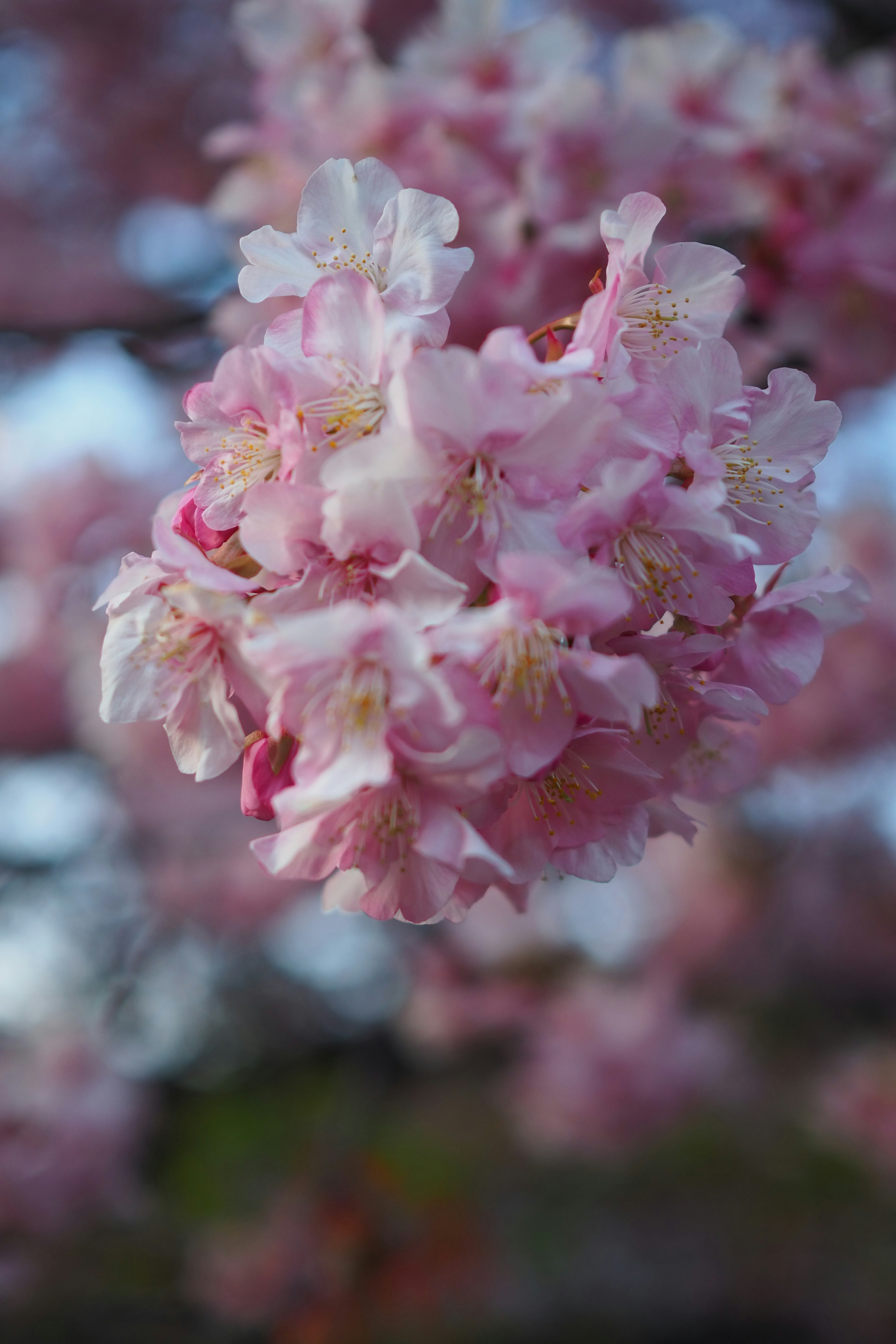 Primer plano de flores de cerezo en flor