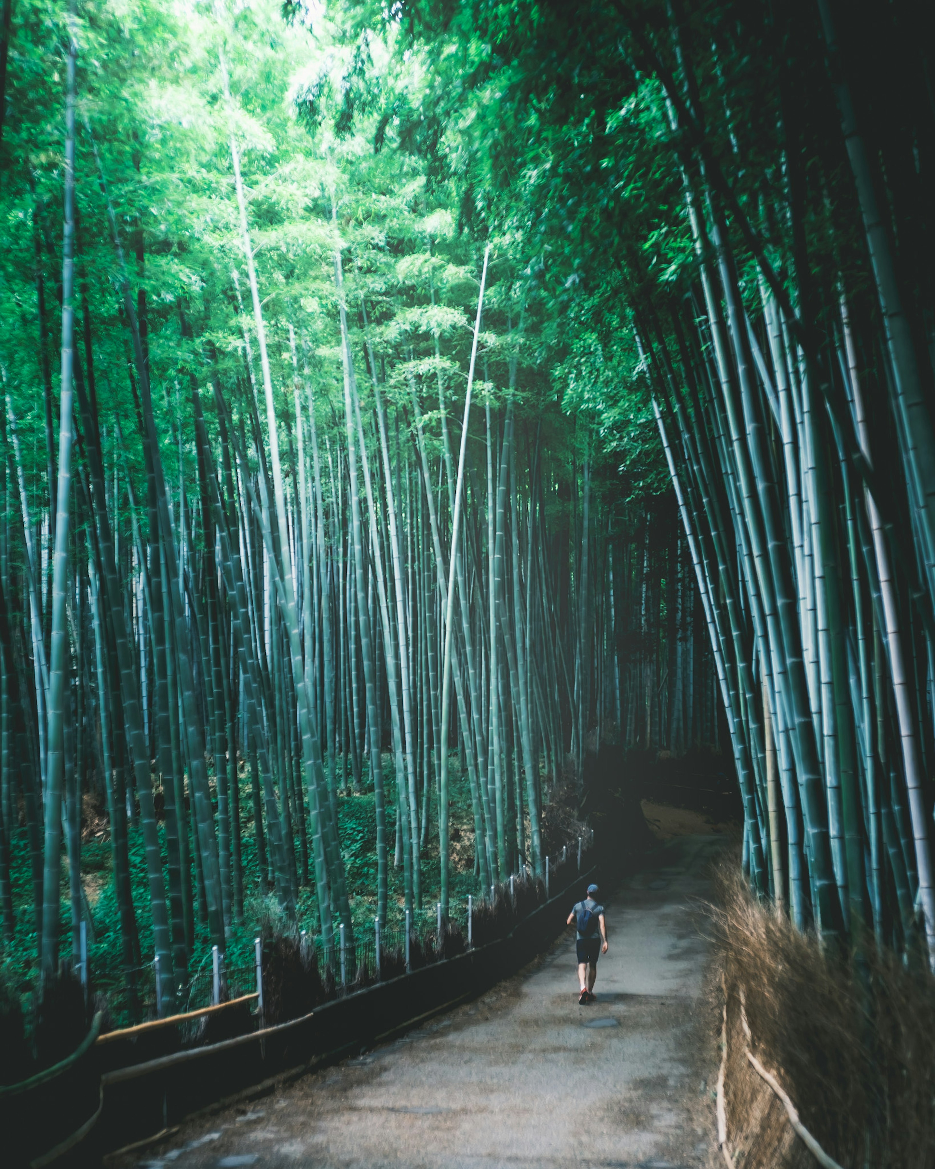 A person walking through a lush bamboo grove