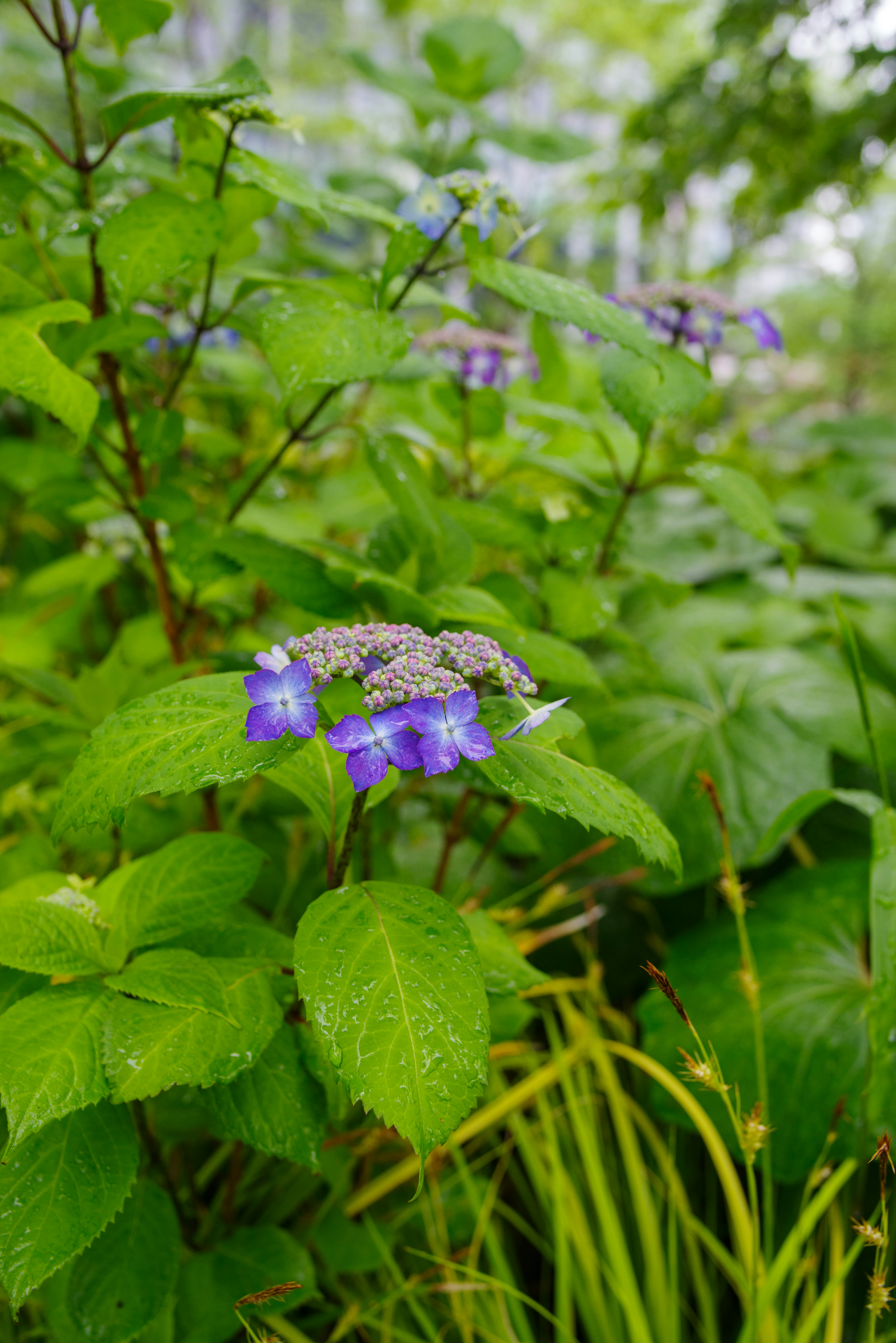 緑の葉の間に咲く紫色の花が特徴的な植物