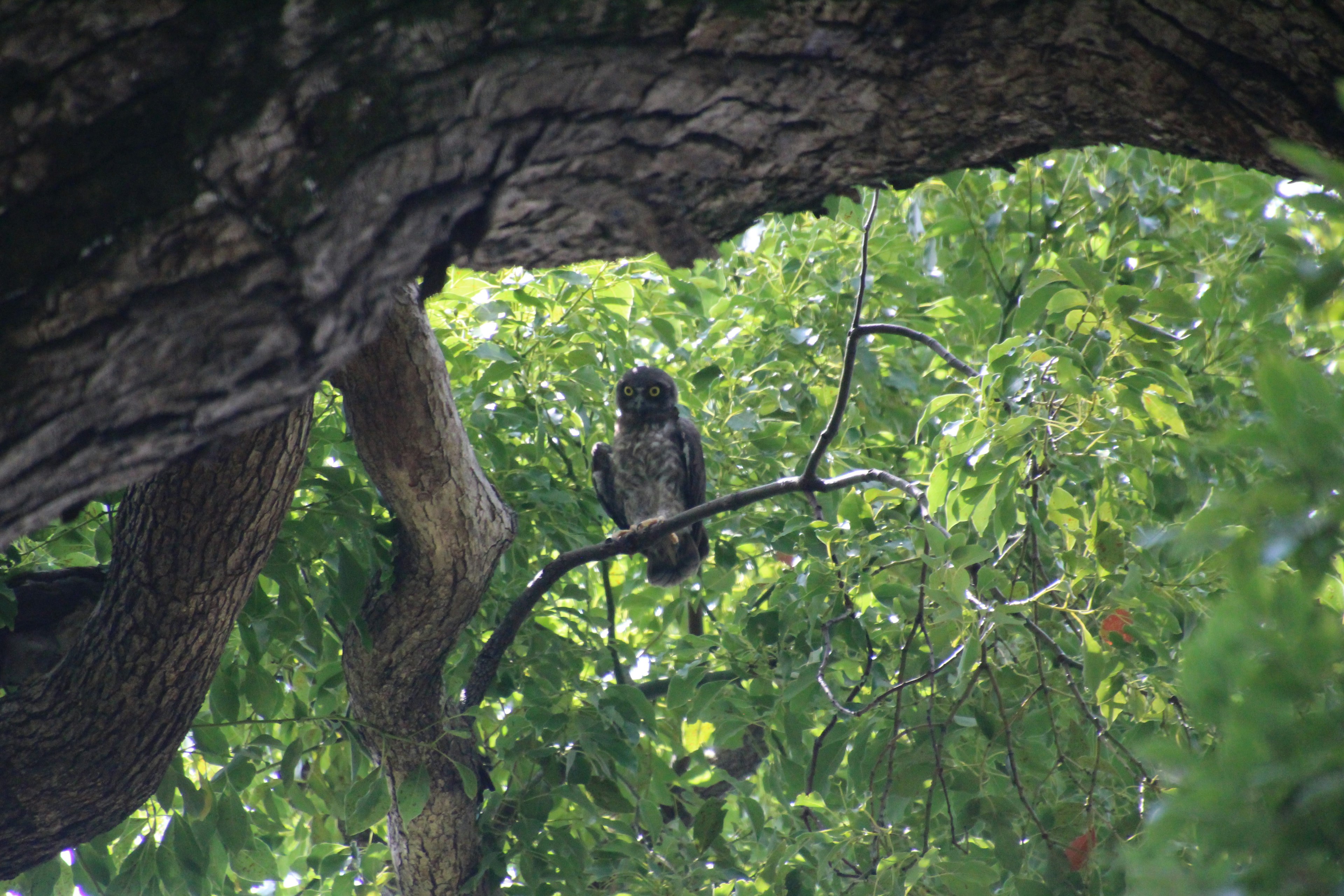 Owl perched on a branch surrounded by green leaves