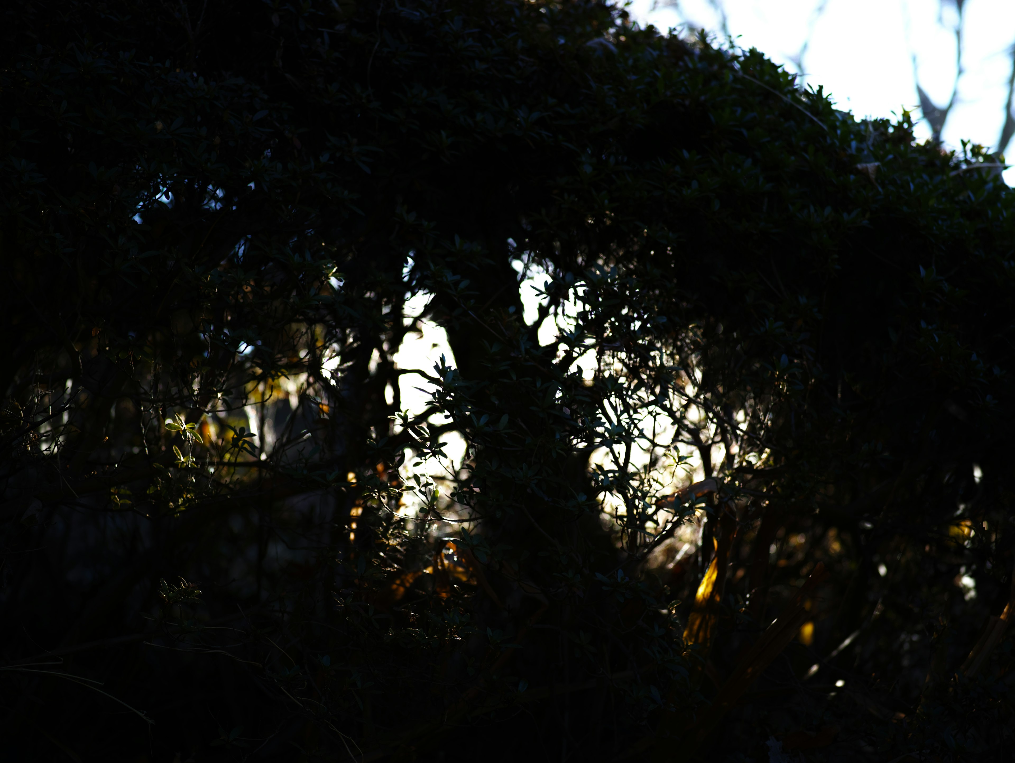 Alberi in silhouette con luce contrastante in una foresta scura