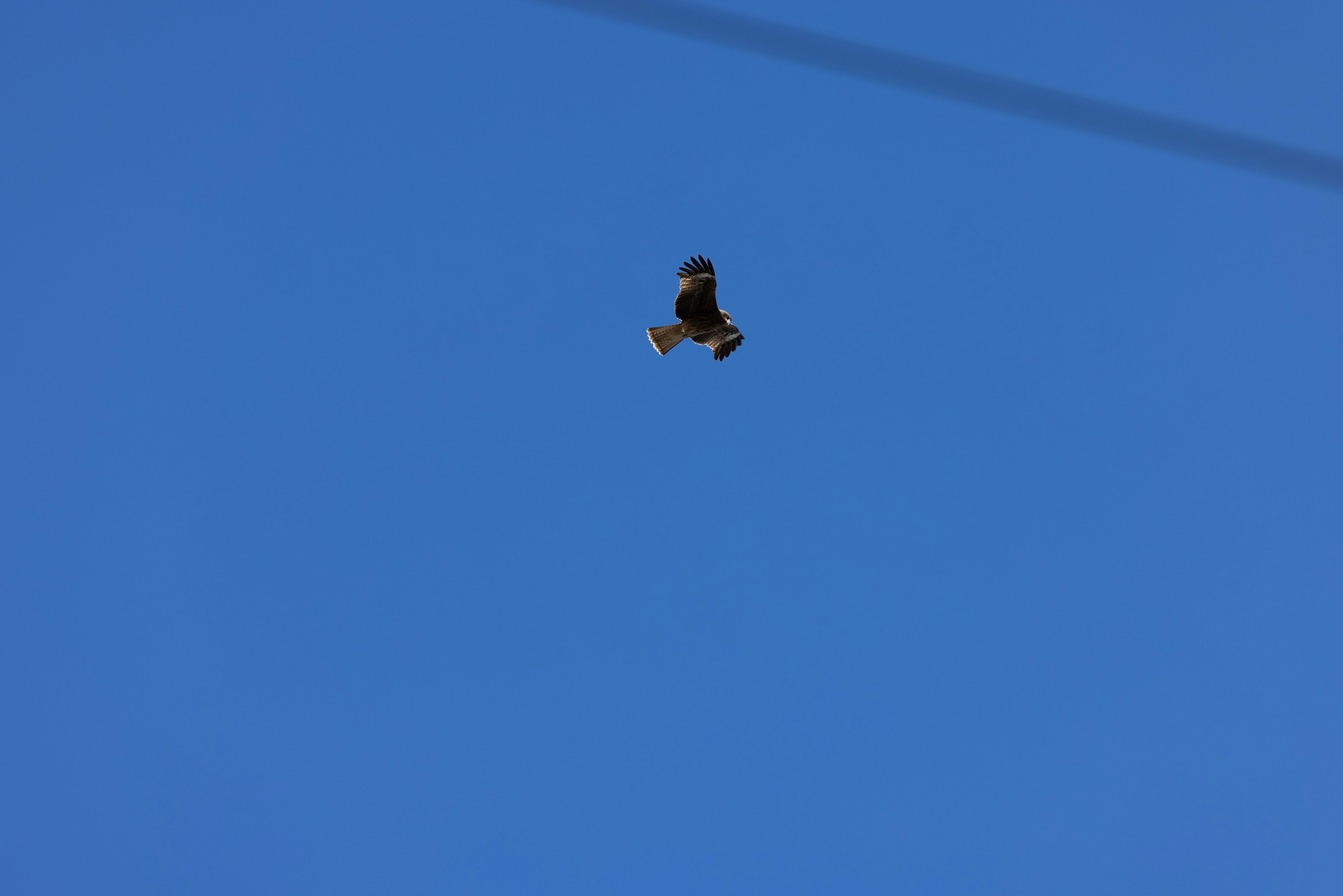 Un pájaro volando contra un cielo azul claro