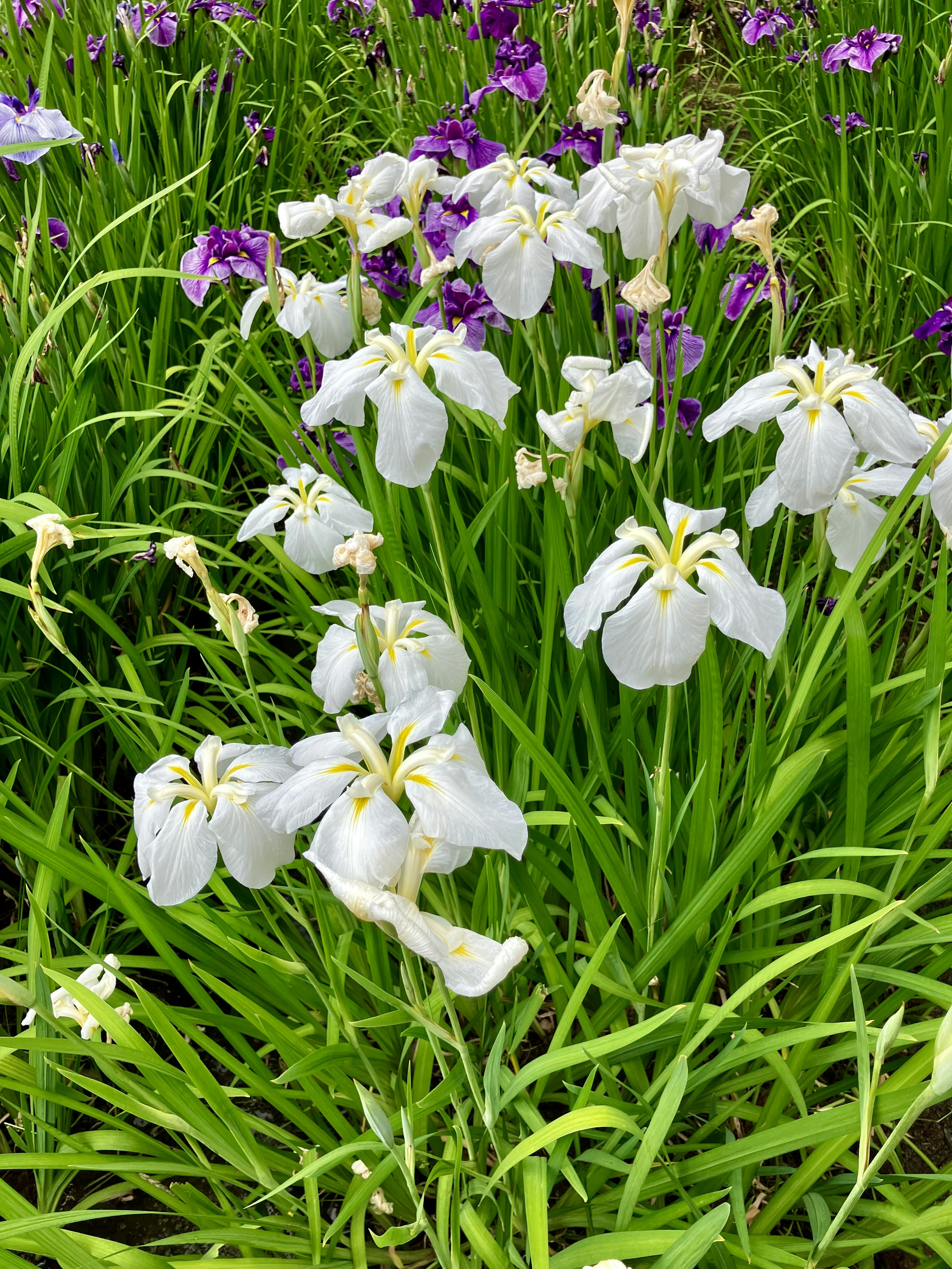 Fiori bianchi e viola che fioriscono in un campo erboso verde