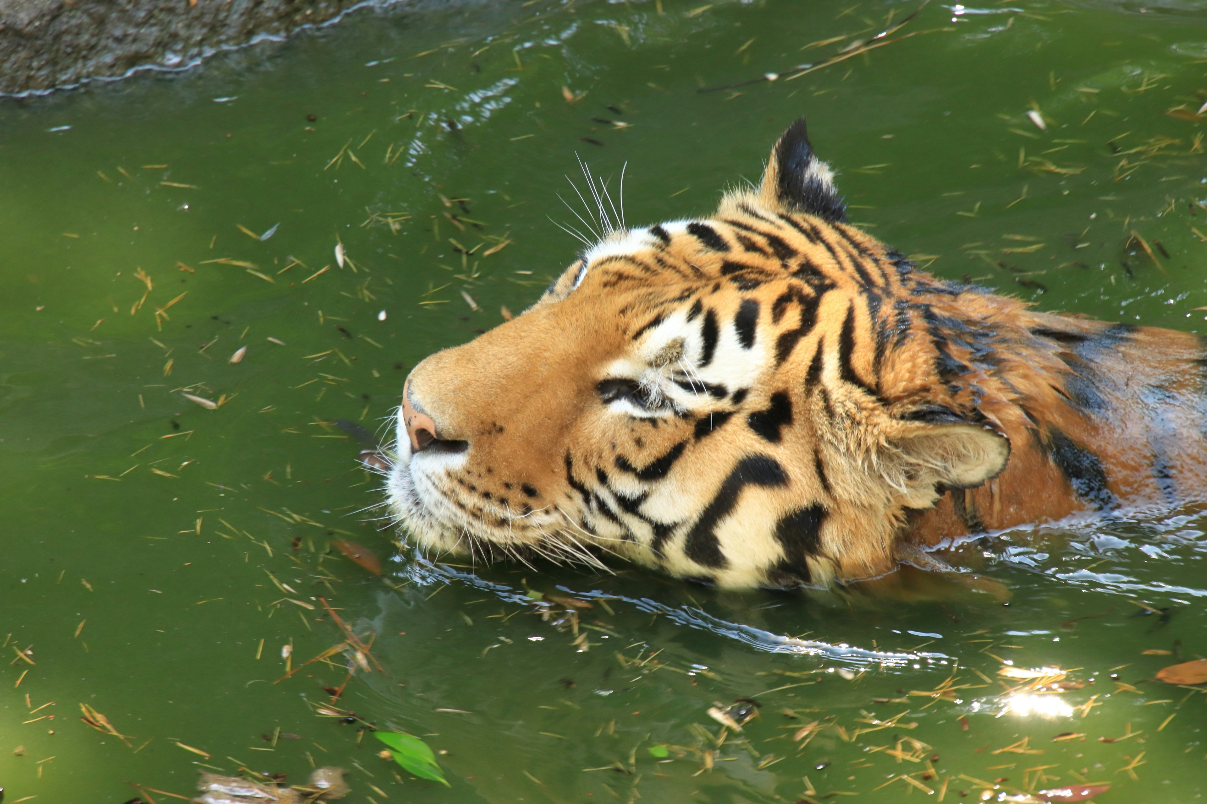 Close-up of a tiger's face swimming in water