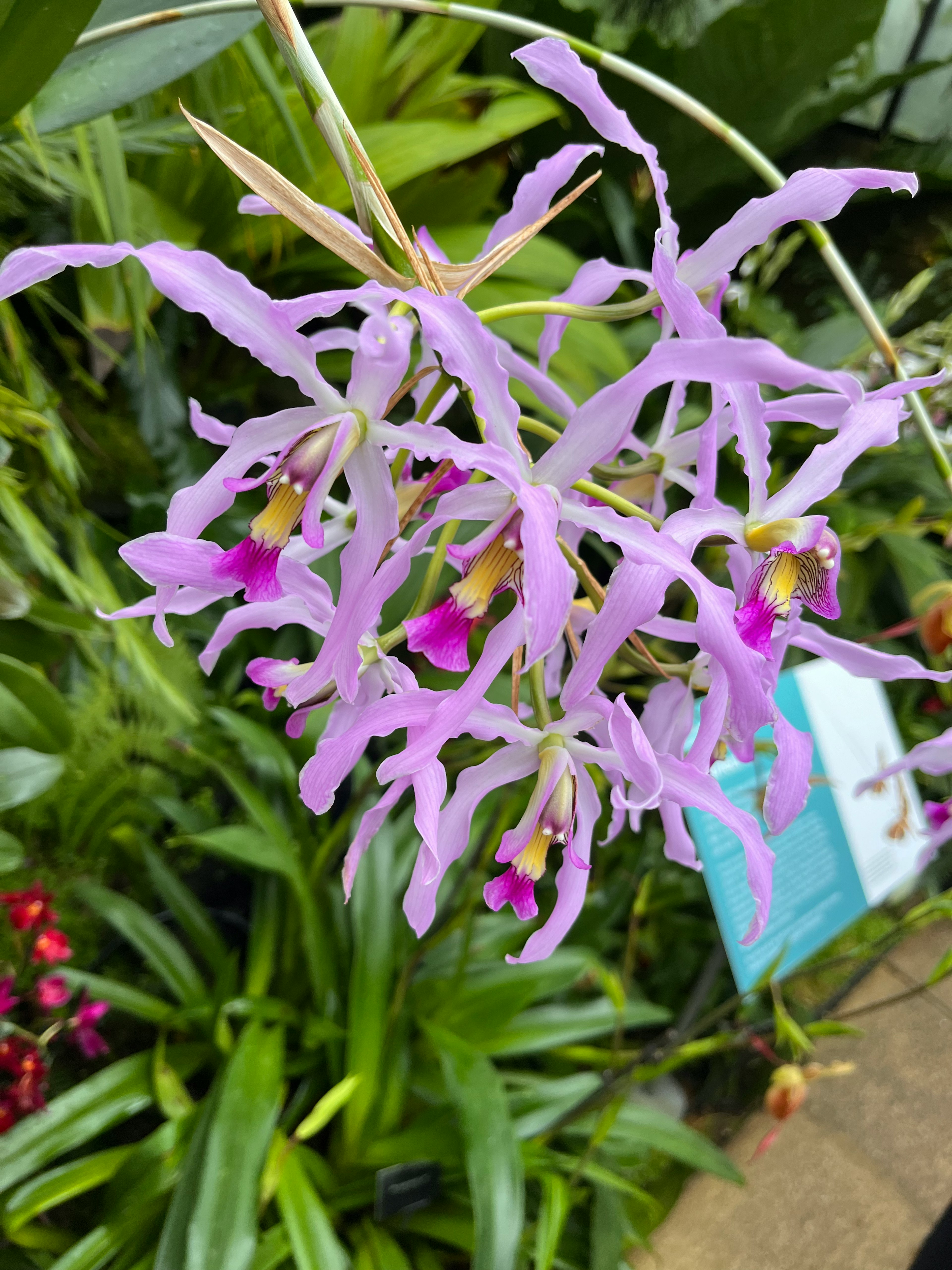 紫色の蘭の花が咲いている様子 緑の葉に囲まれている