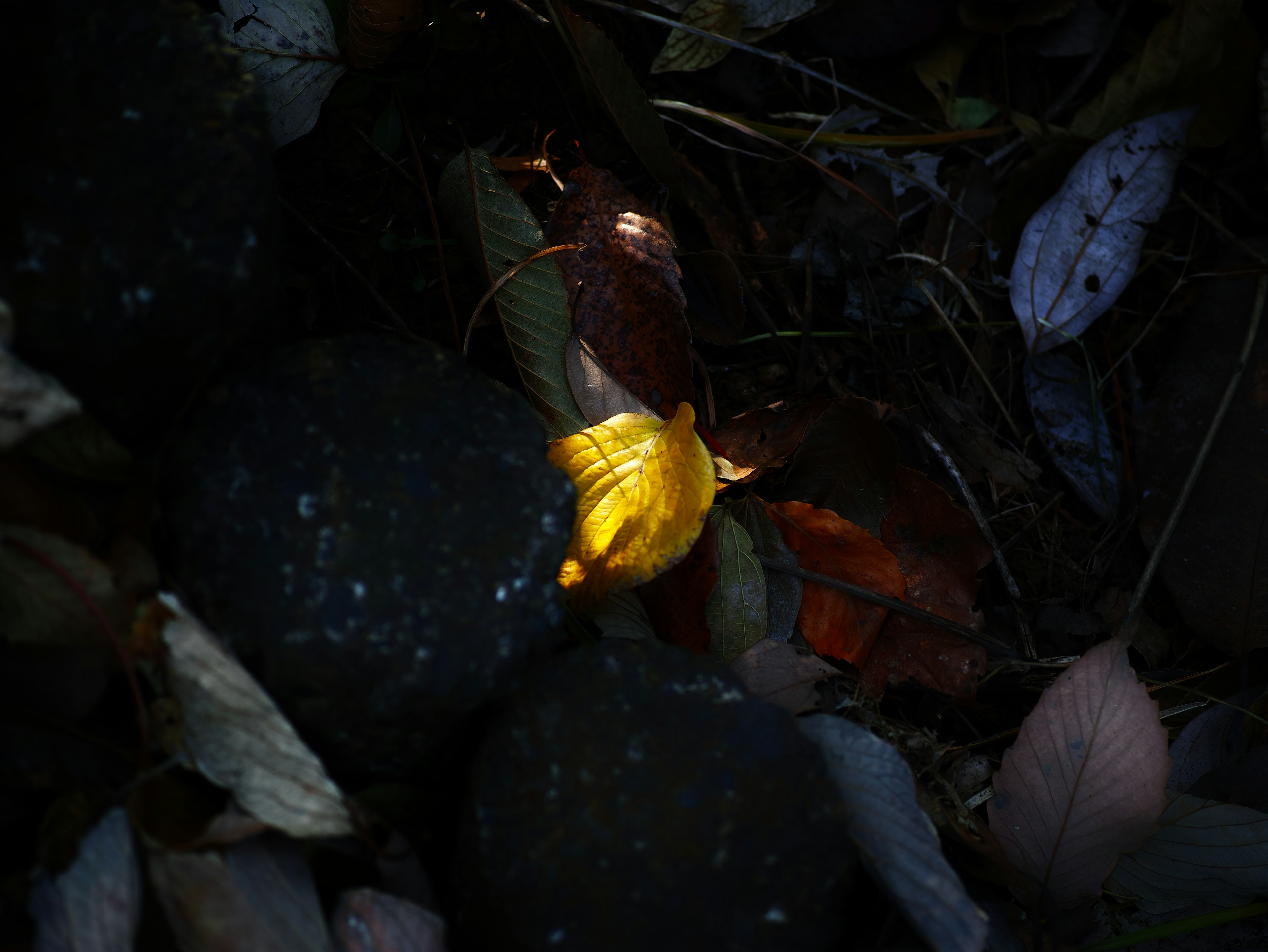 A yellow flower illuminated in a dark background with leaves and stones