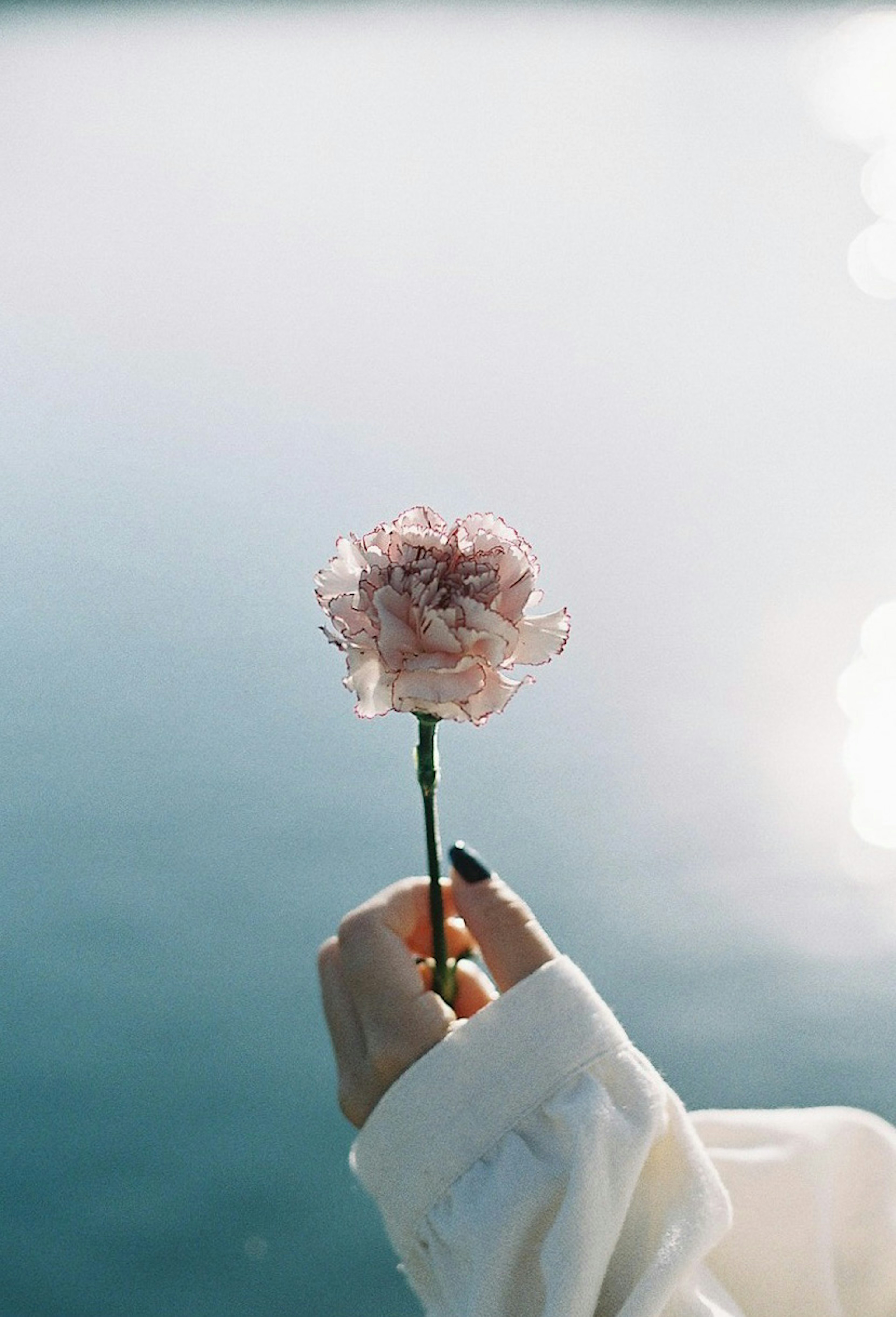 Eine Hand, die eine rosa Blume vor einer ruhigen Wasseroberfläche hält