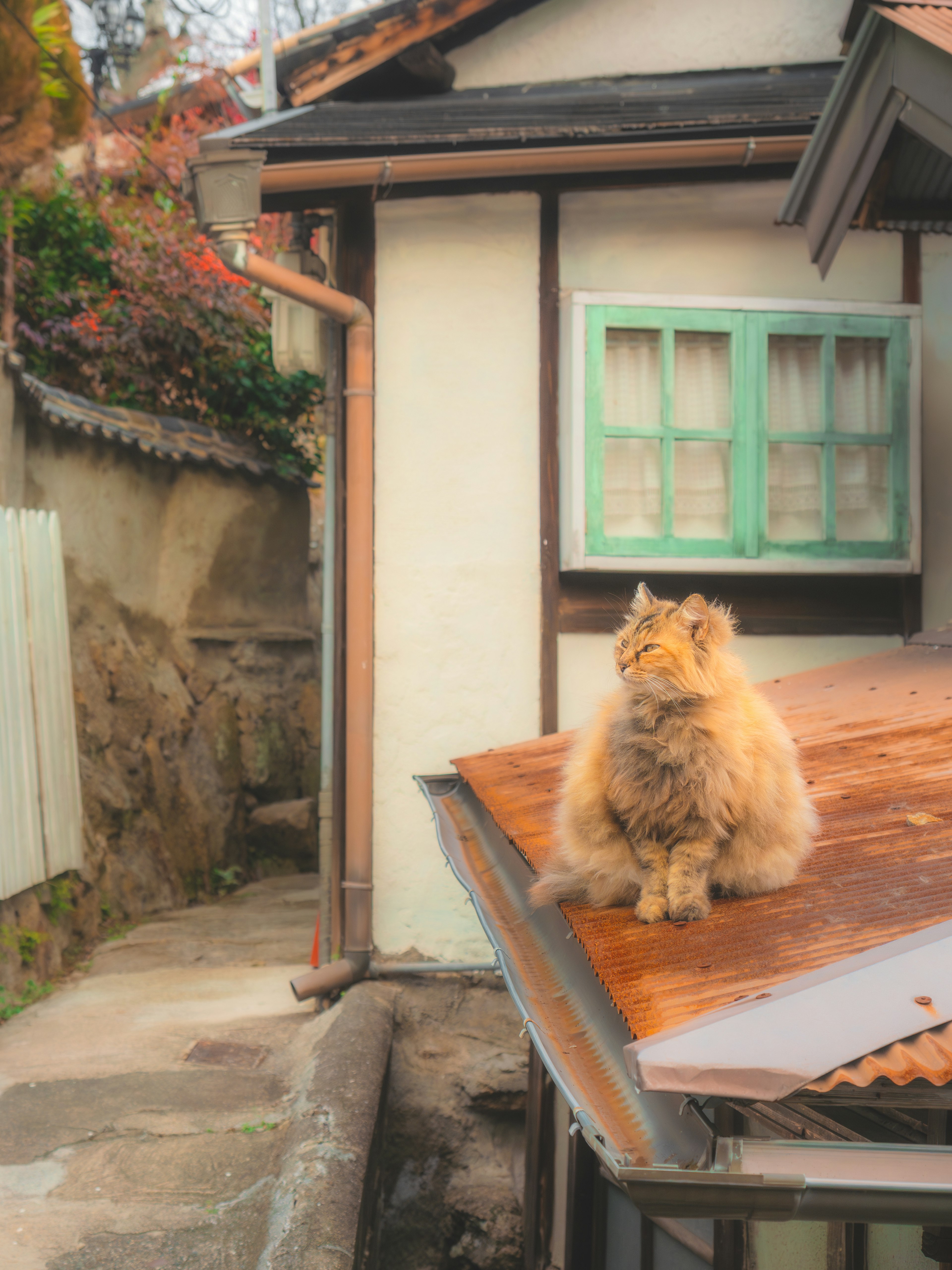 Un gato sentado en el techo de una casa antigua con ventanas verdes