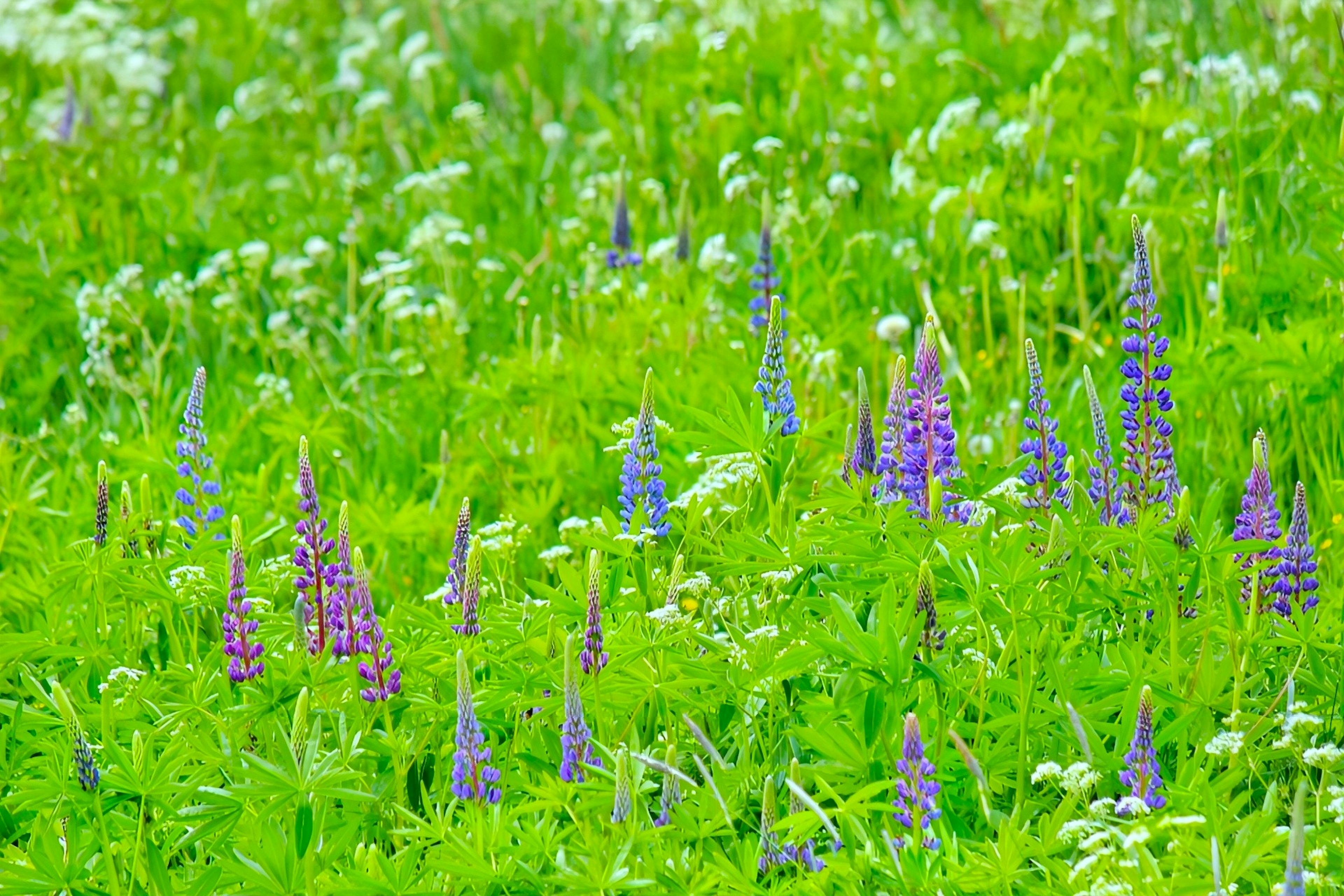 Purple lupines and white flowers blooming in a green meadow