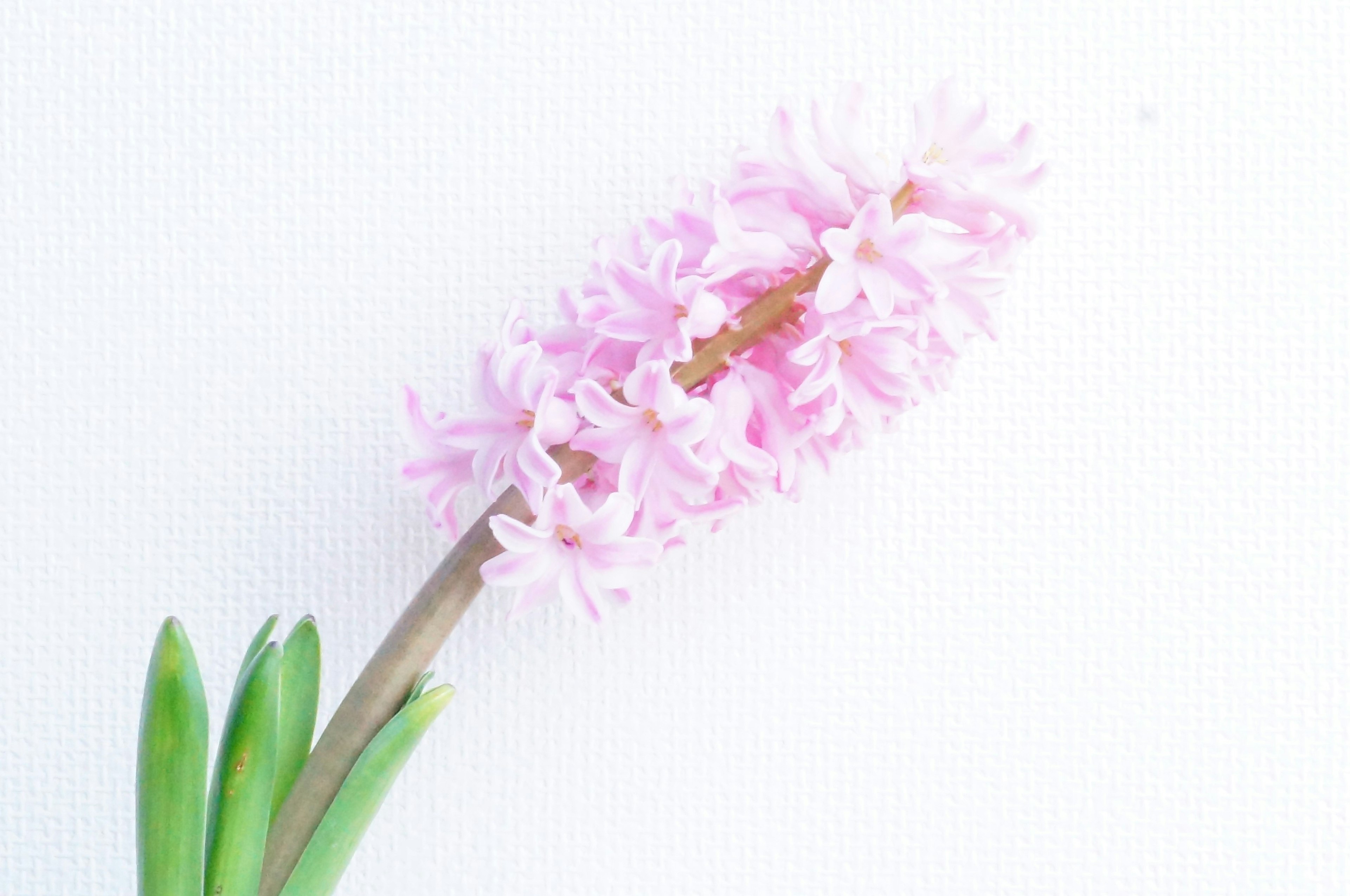 Fiore di giacinto rosa su sfondo bianco