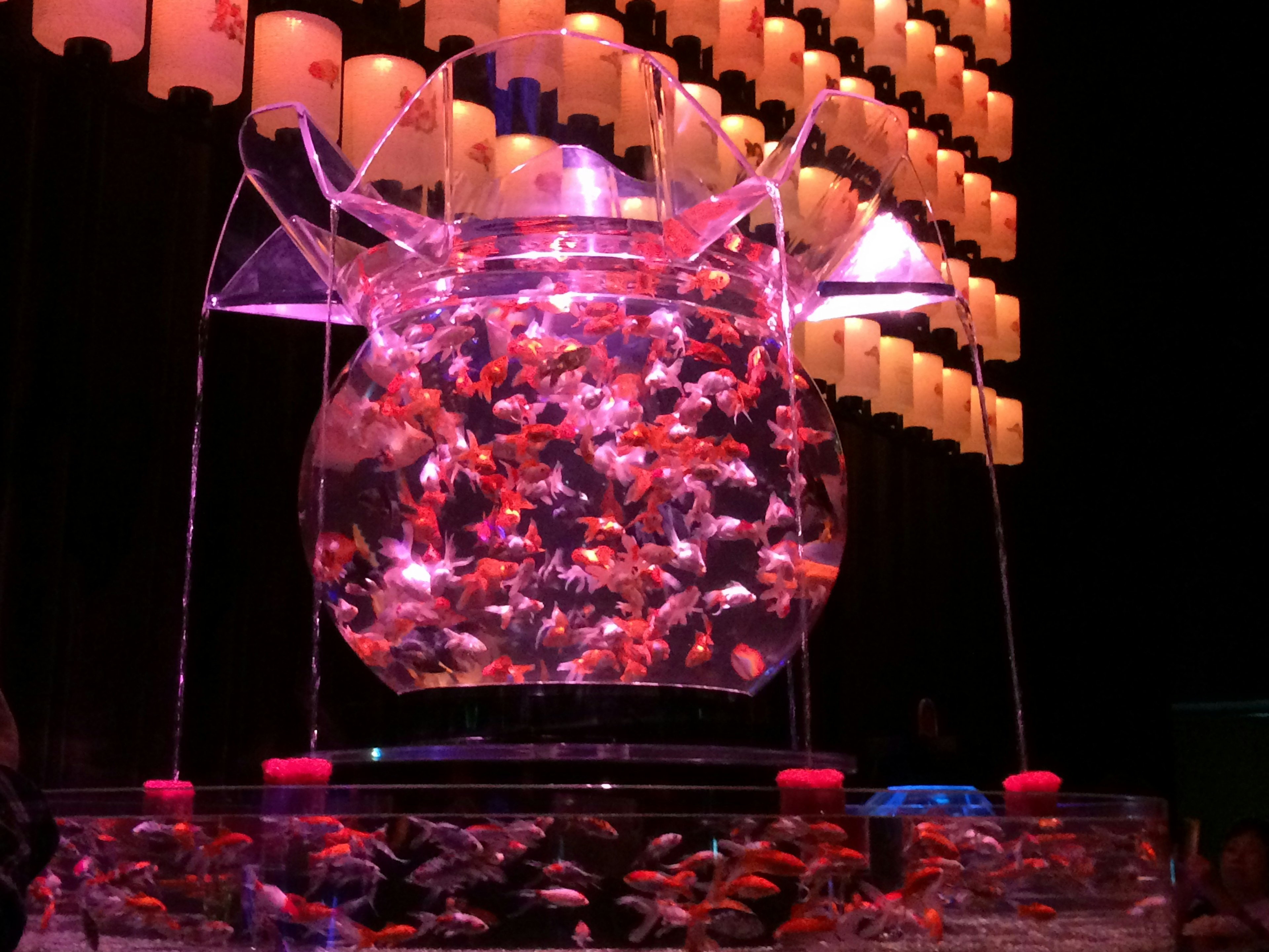 Peces de colores nadando en un acuario transparente iluminado con luces vibrantes