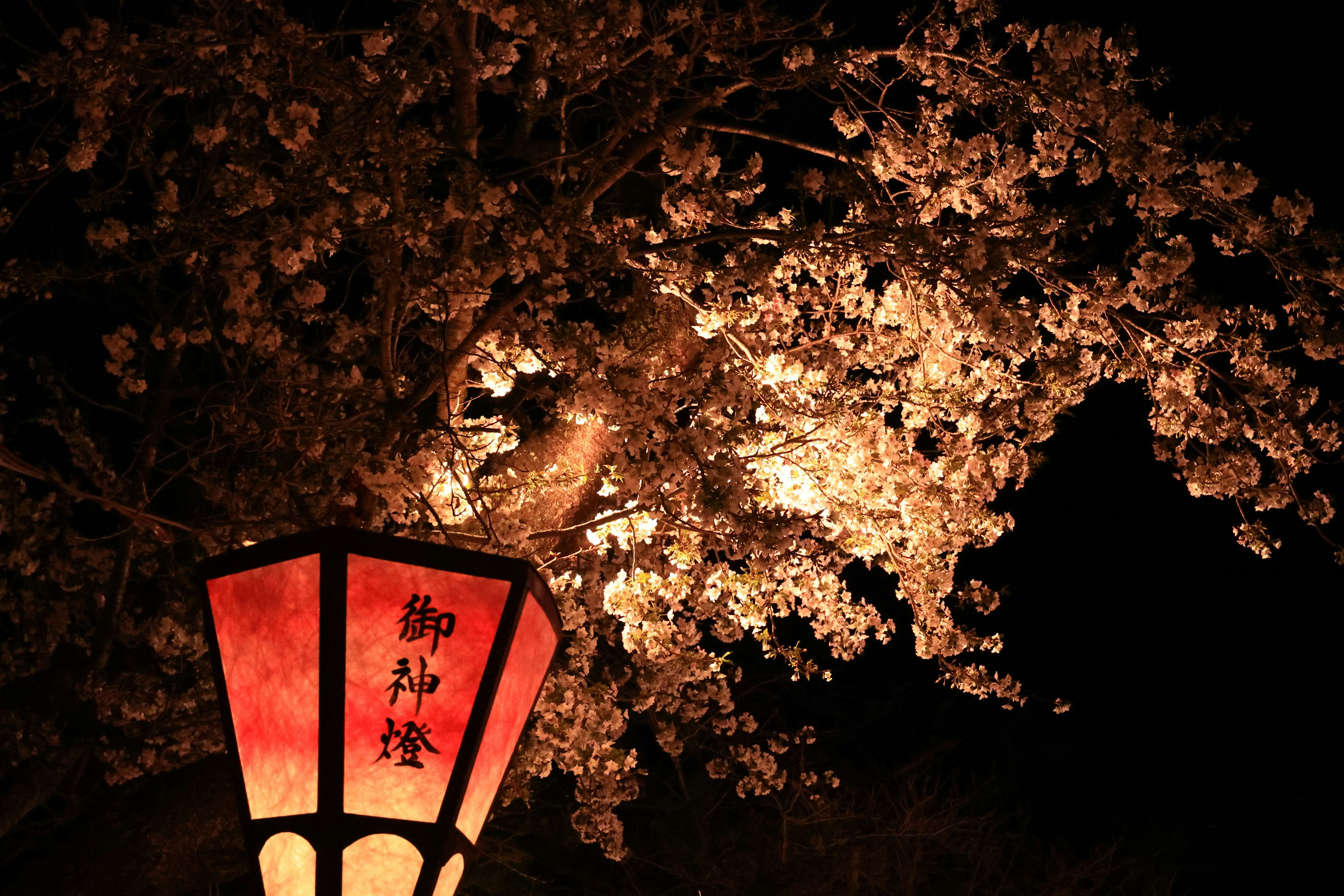 Pemandangan malam yang indah dengan bunga sakura dan lentera