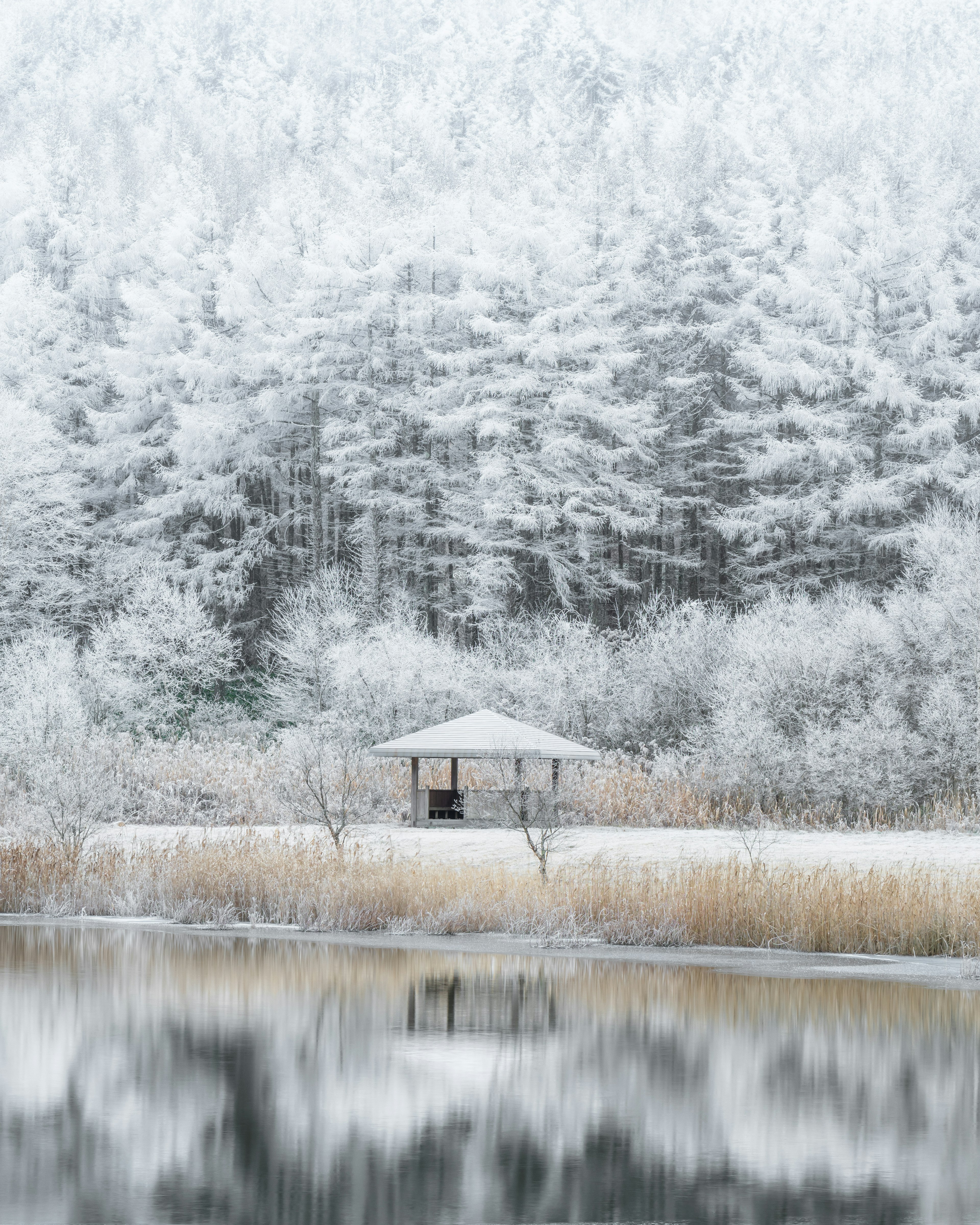 雪に覆われた森と池の前に小屋がある静かな風景