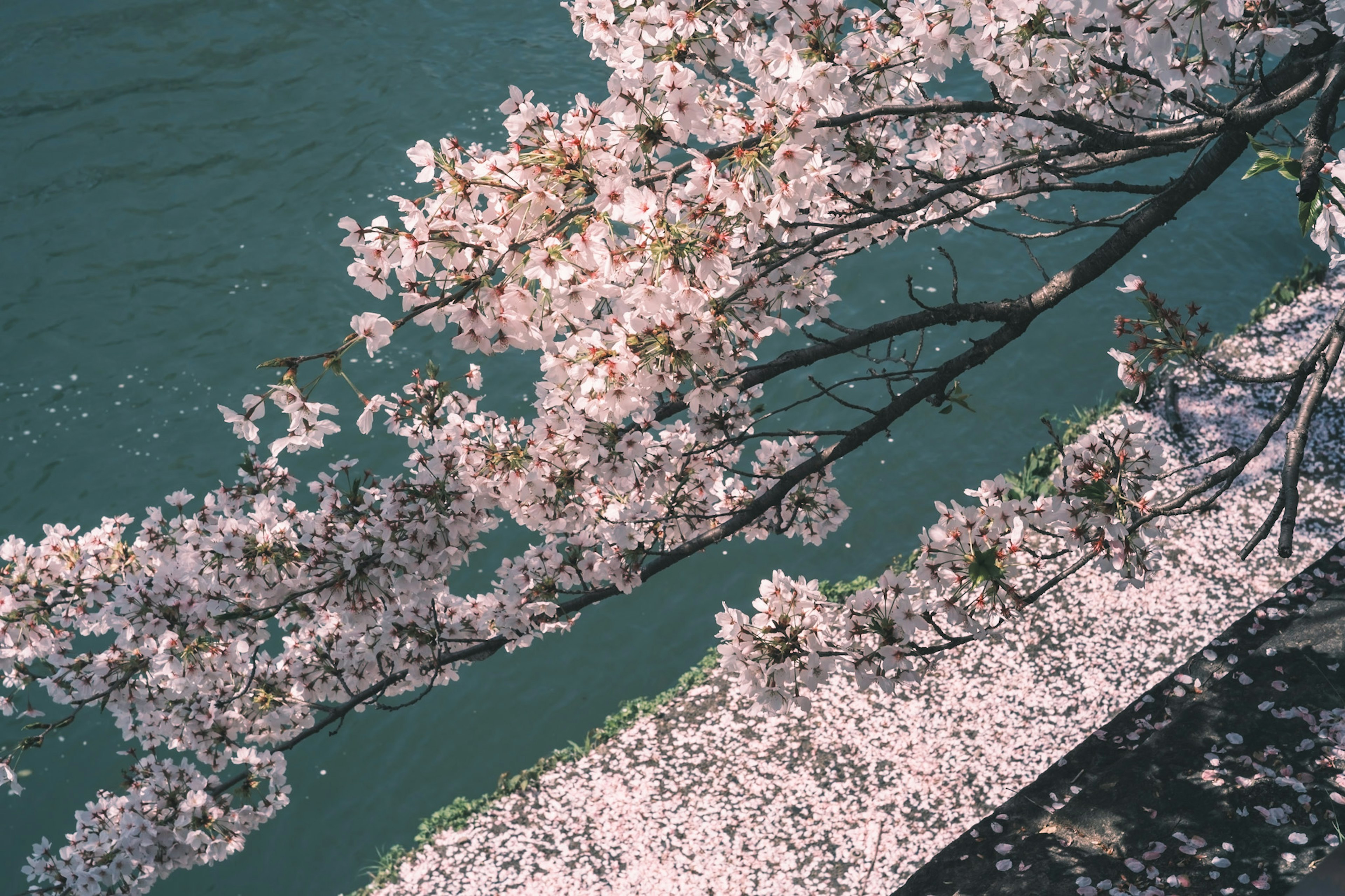 Hermosa vista de flores de cerezo sobre un río