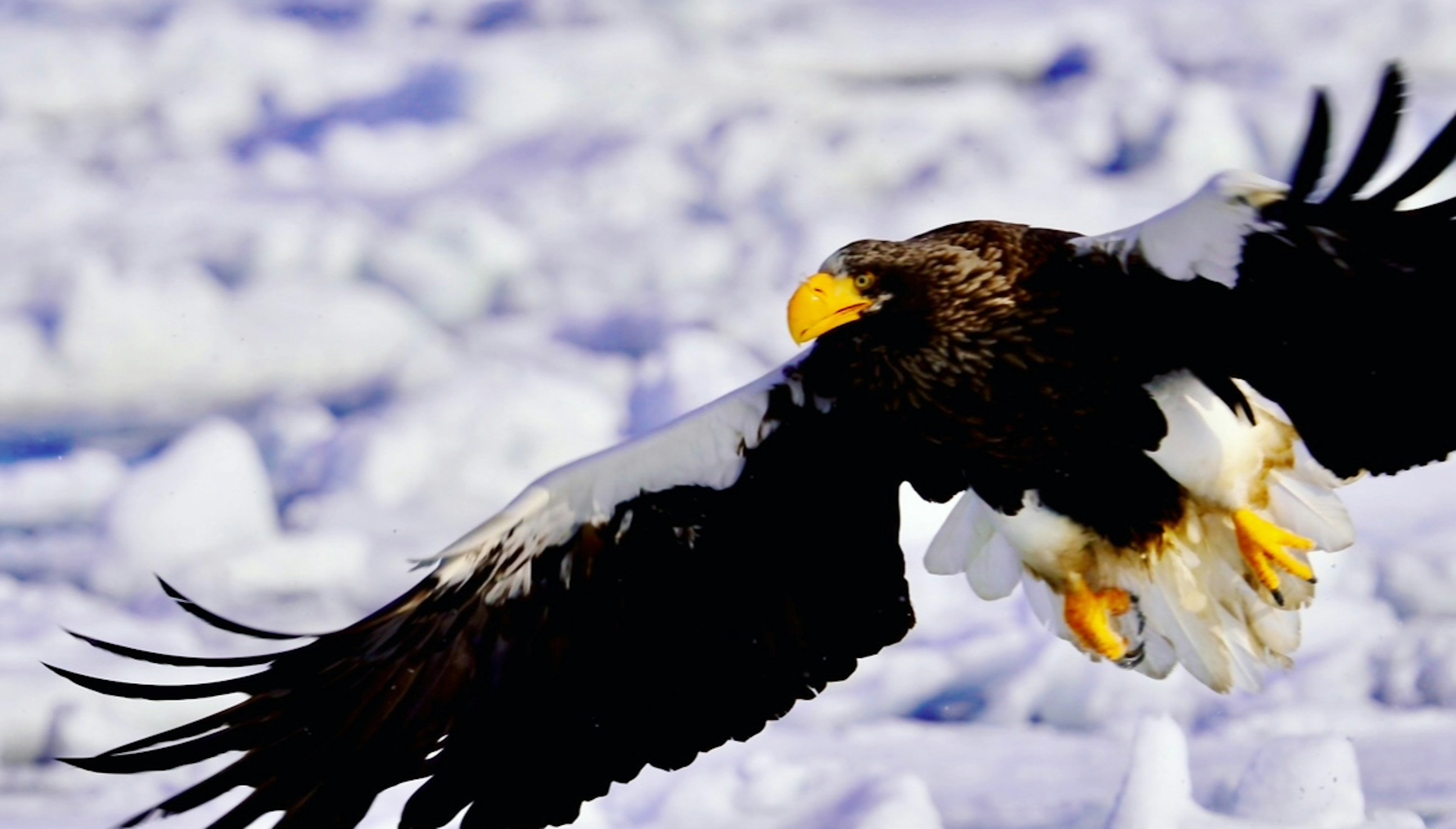 A Steller's sea eagle flying over ice