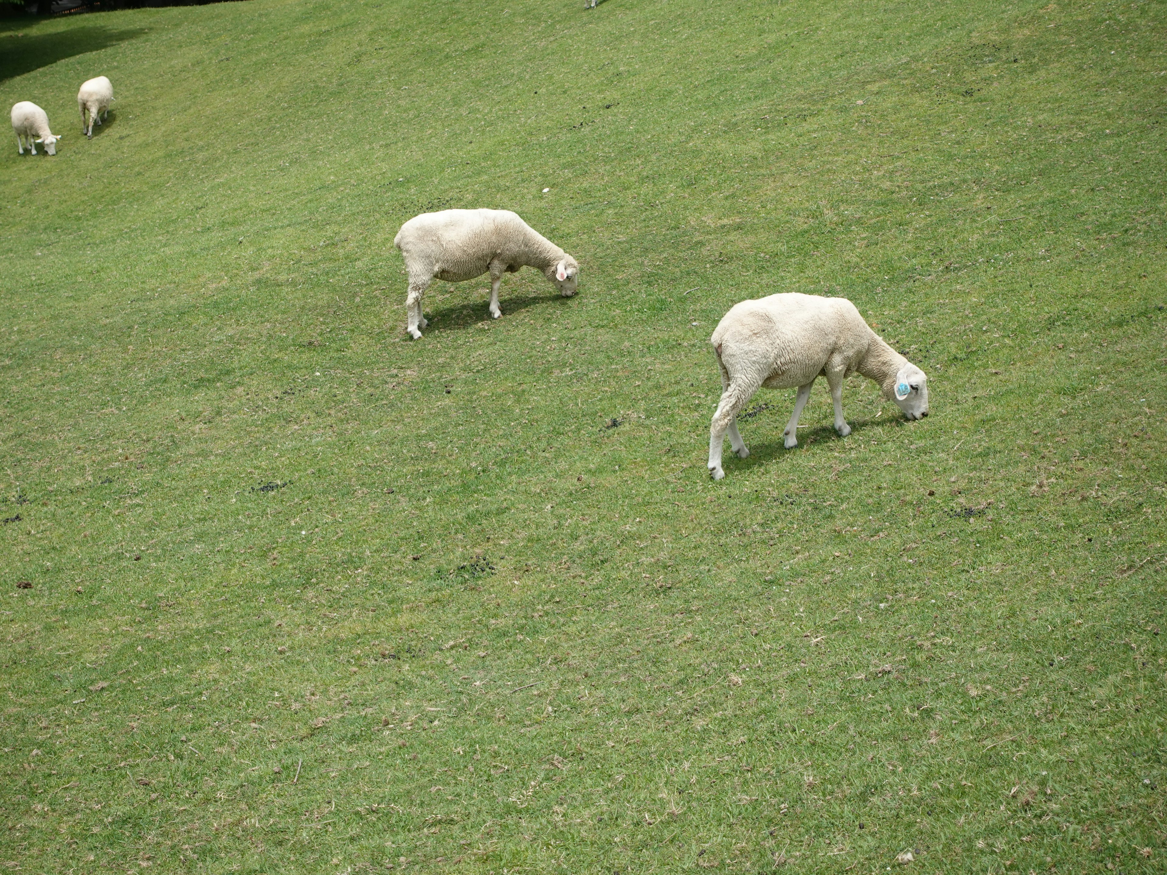 A flock of sheep grazing on green grass