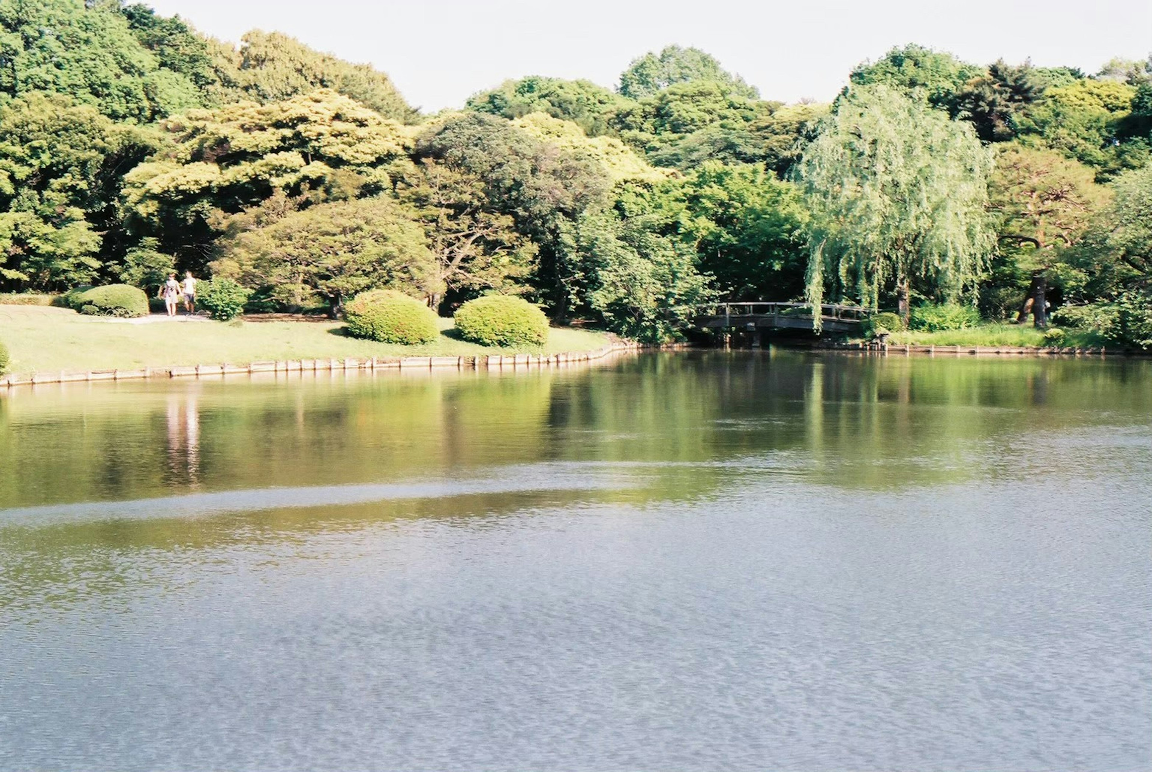 Serene lake view with lush greenery and trees