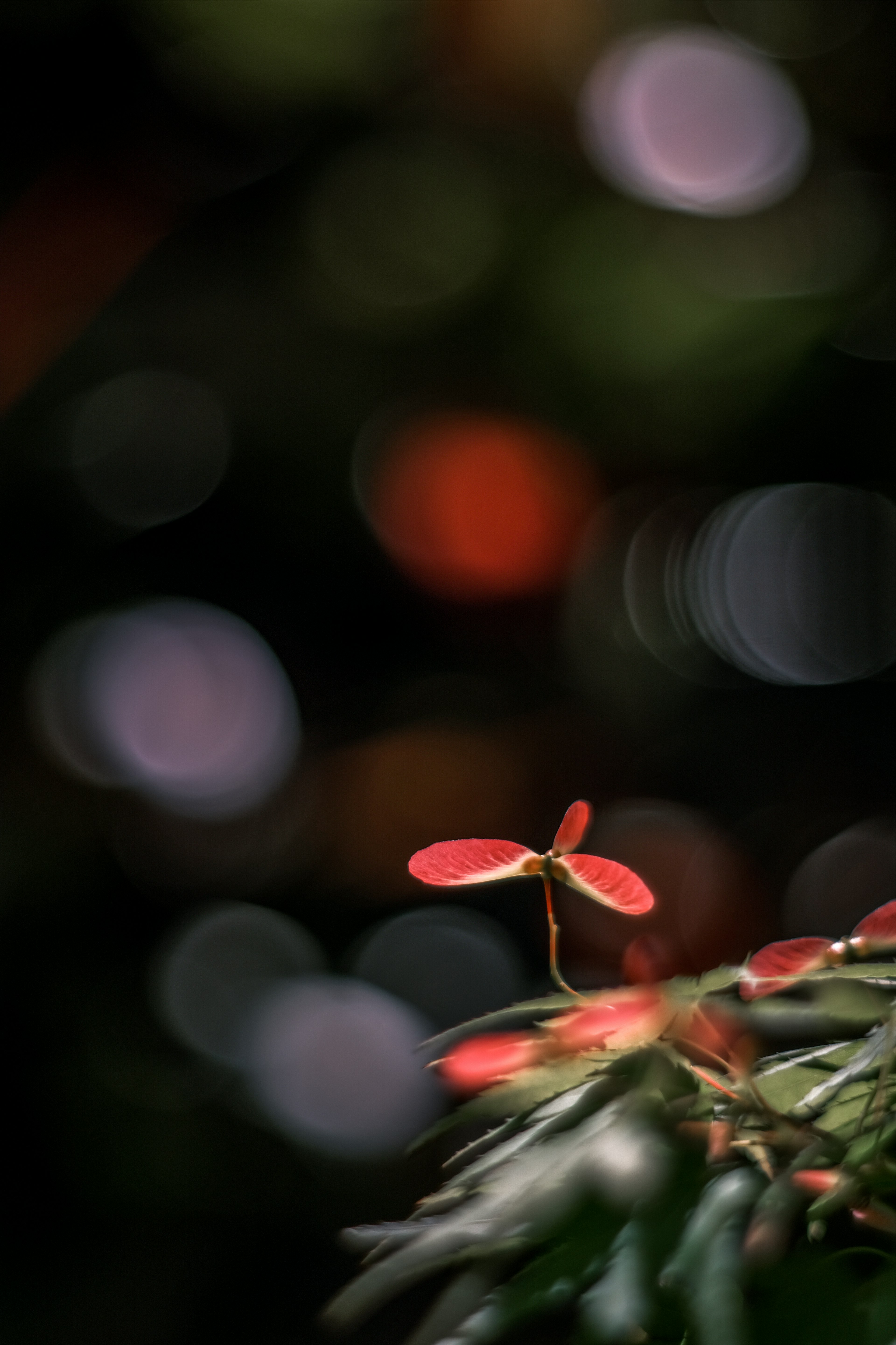 A small red sprout on green leaves with a blurred background of colorful bokeh lights