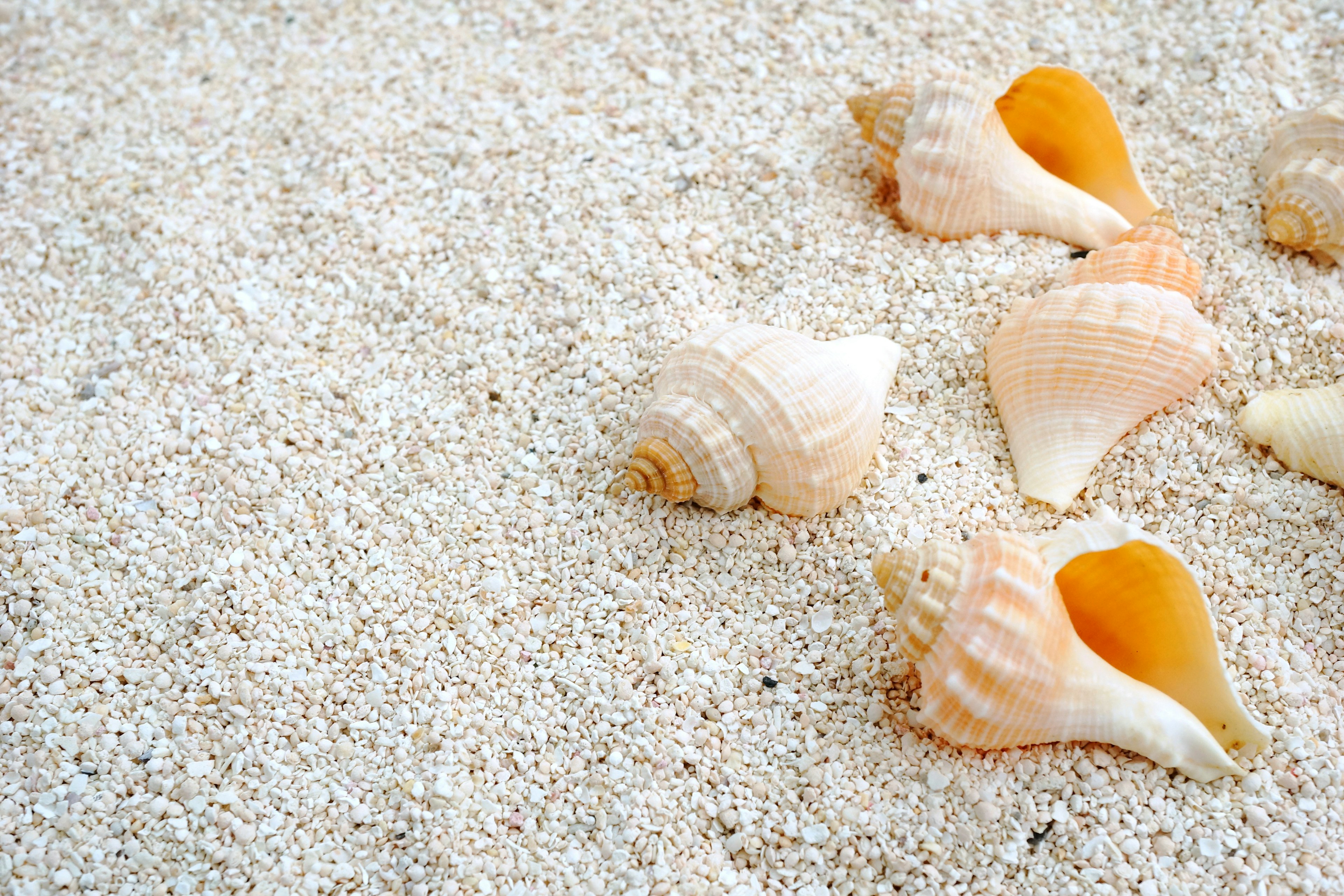 A cluster of seashells on sandy beach