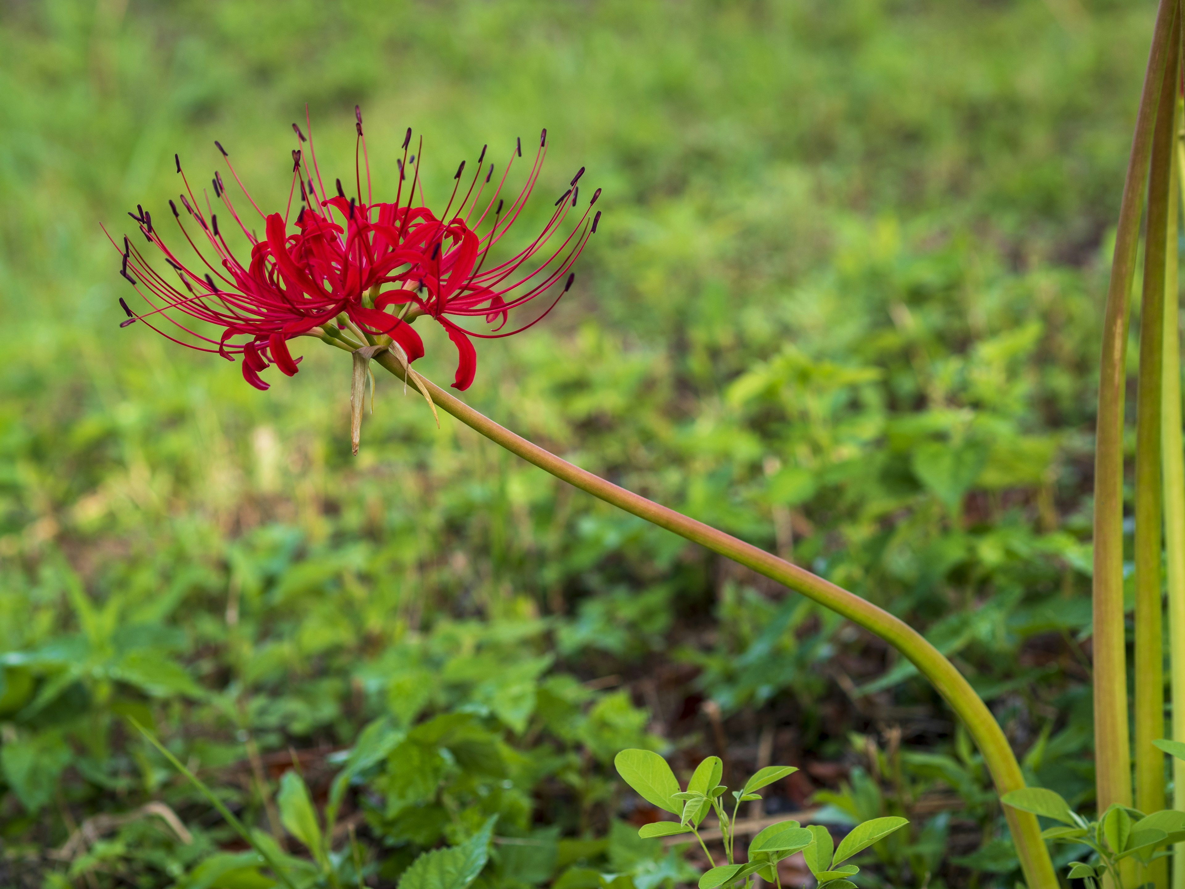 紅色彼岸花在綠色草地中盛開