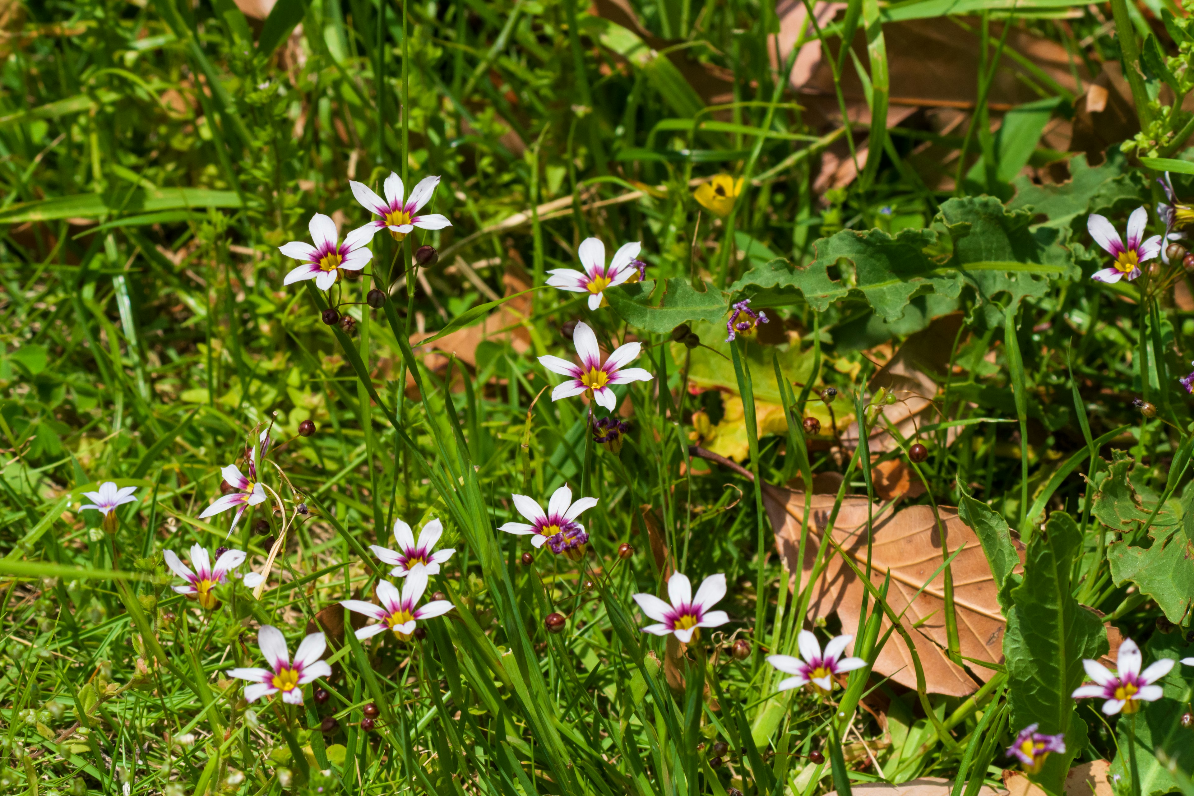 Small white and pink flowers blooming among green grass