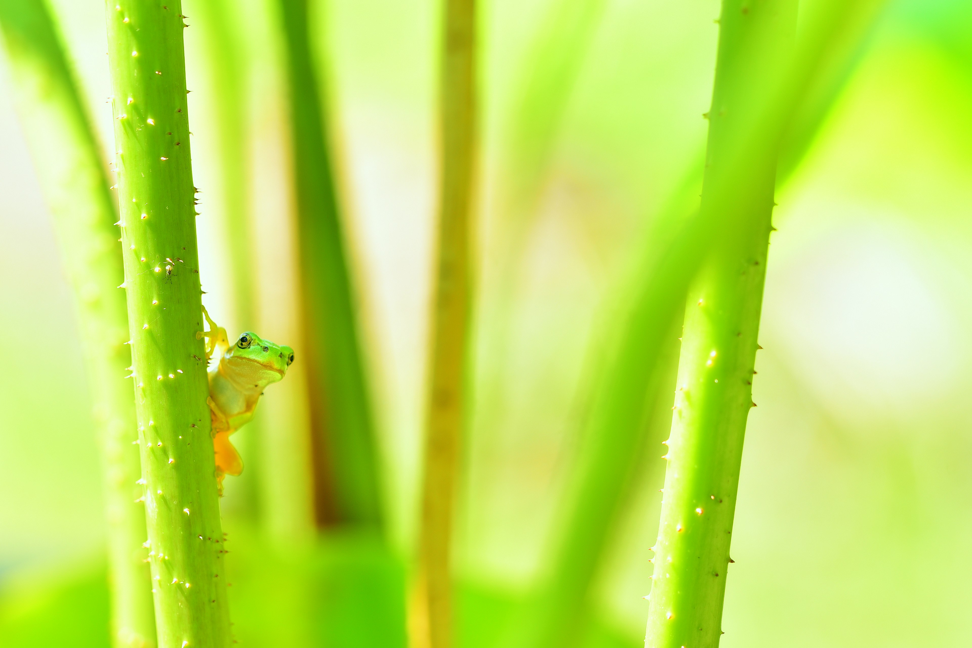 A small frog is perched among green plant stems