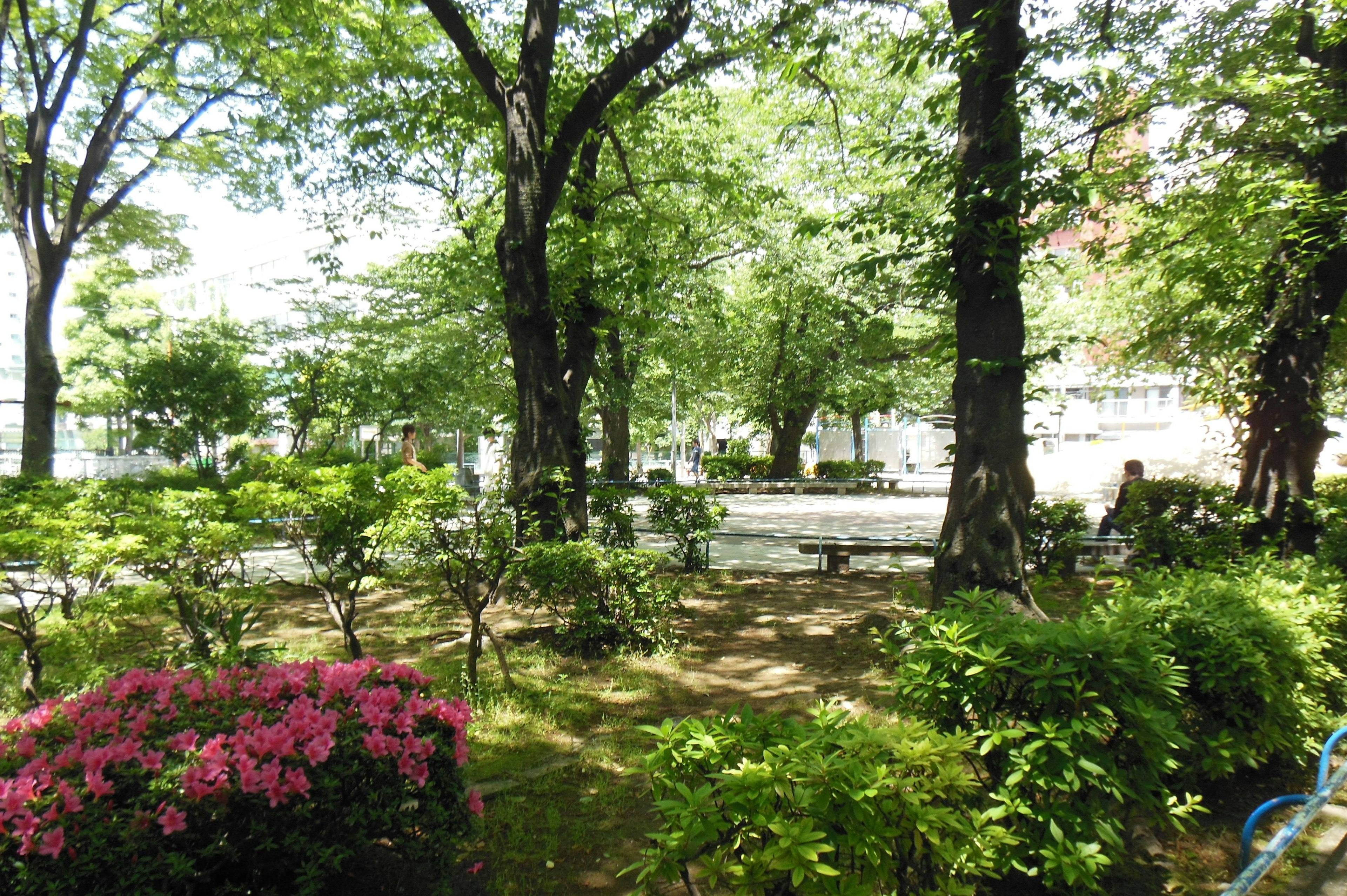 Scène de parc luxuriant avec des fleurs colorées en fleurs